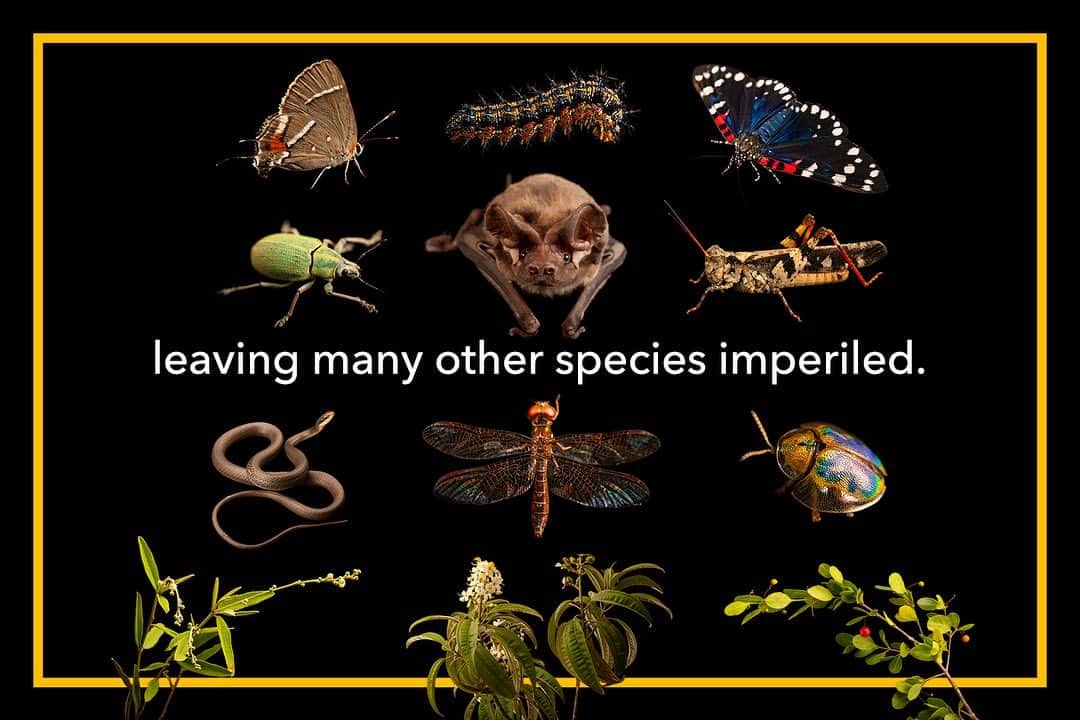Joel Sartoreさんのインスタグラム写真 - (Joel SartoreInstagram)「I am thrilled to introduce the 15,000th species to join the Photo Ark - the Miami tiger beetle. With its stunning iridescent body, this tiny critter is as mighty as it is striking. As a bioindicator, the health of this species and its population can communicate vital information to researchers about the health of the Pine Rocklands ecosystem it belongs to, which is under threat due to development pressure in southern Florida. Swipe to learn more about this incredible species I photographed at Pine Rocklands (@evergladesNPS). #Miami #tigerbeetle #PhotoArk #15k @insidenatgeo」11月29日 0時35分 - joelsartore