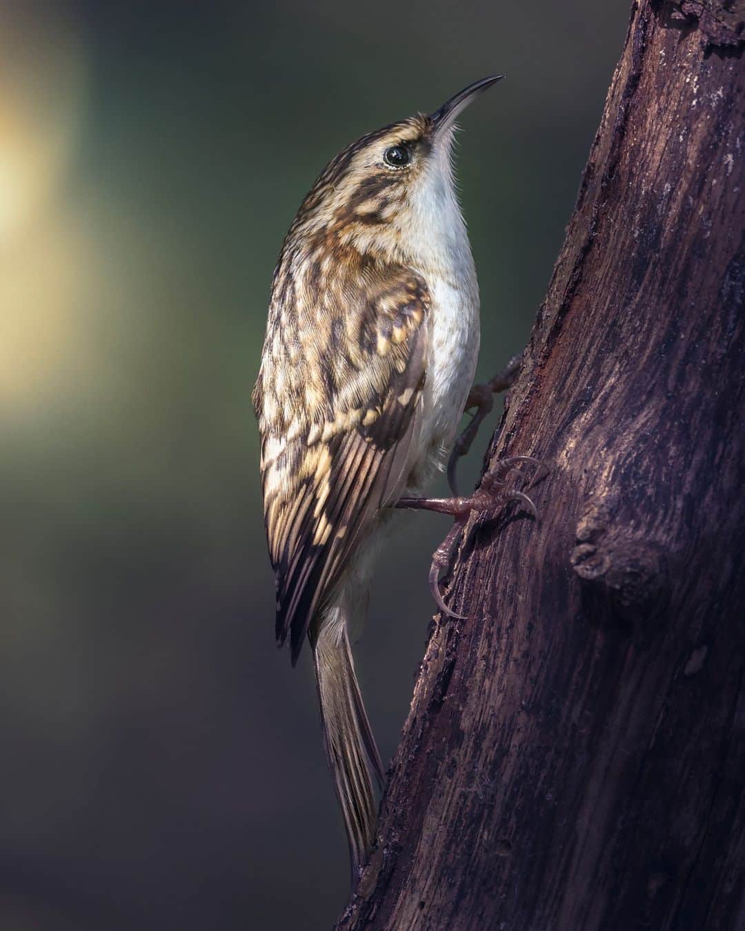 Canon UKのインスタグラム：「Treecreepers are generally timid birds that usually shy away from the camera and people 🐦  After Andy sat silently and patiently in his woodland hide, within the spur of the moment one landed near him giving him a few seconds to take this fantastic shot.  📷 by @spaceman.pics  #canonuk #mycanon #canon_photography #EOSR5」