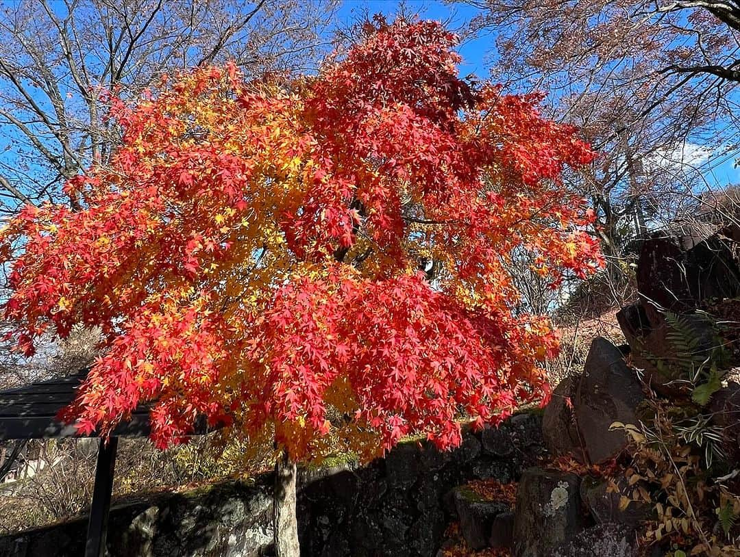 川田御早希さんのインスタグラム写真 - (川田御早希Instagram)「日帰りで伊香保温泉へ☆石段をのぼり→伊香保神社→源泉かけ流しの露天風呂→ 物聞山頂上から紅葉見や森林浴しながら歩きました！ 伊香保神社のご祭神は、大国主命と少彦名命で、二柱とも医療の神とも言われています☆ #伊香保温泉 #伊香保神社 #大国主命 #大己貴命 #少彦名命 #ぐんまちゃん」11月29日 1時15分 - misaki_kawada