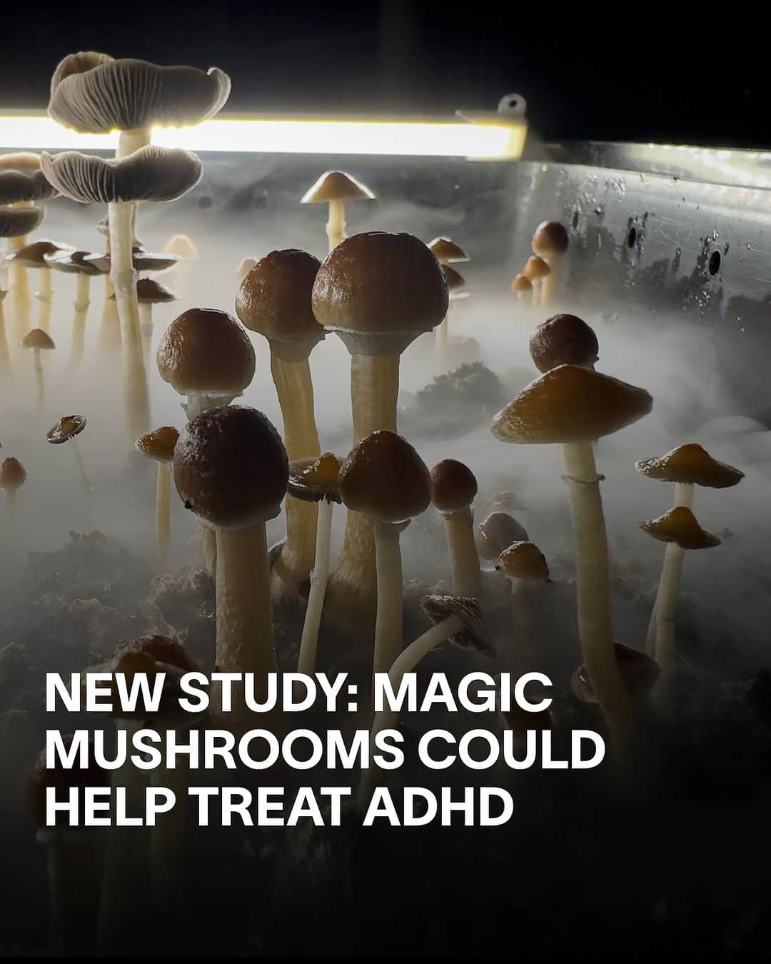 VICEのインスタグラム：「Magic mushrooms, man – what can’t they do?   Over the last few years, psychedelics have increasingly been gaining traction for their potential in treating various mental health conditions, including depression, anxiety and OCD. Now, new research published in ‘Frontiers in Psychiatry’ suggests that microdosing psychedelics like LSD or magic mushrooms might improve mindfulness in adults with ADHD.  Read more at the link in bio.」