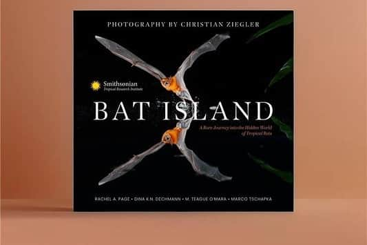 thephotosocietyさんのインスタグラム写真 - (thephotosocietyInstagram)「Photos by @christianziegler // After years of anticipation, we’re thrilled to present our bat book: ‘BAT ISLAND’, a tribute to our dear friend, Dr. Eli Kalko. Her visionary work in bat research set a remarkable course for many careers. Collaborating with exceptional authors - Dr. Rachel Page from STRI (Smithsonian Tropical Research Institute) @smithssonianbatlab, Dr. Dina Dechmann @DechmannLab (Max Planck Institute of Animal Behavior) @mpi_animalbehav , Dr. Marco Tschapka from the University of Ulm, and Dr. Teague O’Mara from Bat Conservation International - has been an incredible journey spanning two decades.  Our friendship with Eli and our shared passion for bats inspired this project. Over the last two decades, I’ve had the privilege of photographing the phenomenal and mysterious night flyers that continue to intrigue and inspire us.  The release of ‘BAT ISLAND’ marks a milestone, sharing the captivating natural history, ecological insights, and social behavior of Barro Colorado Island’s bats.  Published by Insight Editions, with authors from the Smithsonian Tropical Research Institute @smithsonianpanama, this book is an homage and testament to the profound legacy of Eli Kalko, and the impact she has had on tropical bat biology.  🦇 Looking for the perfect Christmas gift? Look no further! 🎁 ‘BAT ISLAND’ is a treasure trove that captures the essence of these night flying wonders. With 160 pages of stunning imagery, BAT ISLAND delves into the captivating lives, diverse foraging habits, roosting secrets, and the fascinating social systems of Neotropical bats.  Ideal for both bat enthusiasts and inquisitive families, this book is more than just pages—it’s an immersive experience into the lives of a remarkable group of animals. Whether exploring their nocturnal adventures or learning about their ecological importance, BAT ISLAND is an ideal gift to inspire awe and appreciation for the wonders of nature. Grab your copy now and gift the magic of bat exploration this holiday season! 🌟🦇🎄」11月29日 2時13分 - thephotosociety