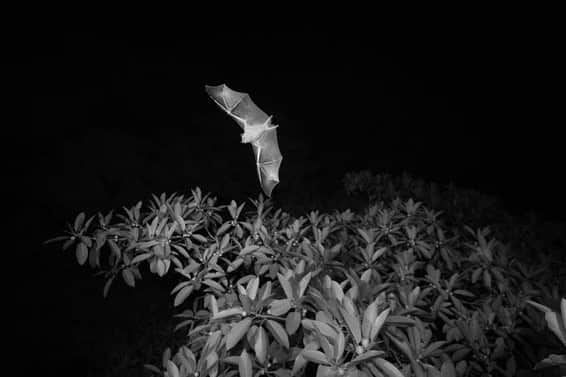 thephotosocietyさんのインスタグラム写真 - (thephotosocietyInstagram)「Photos by @christianziegler // After years of anticipation, we’re thrilled to present our bat book: ‘BAT ISLAND’, a tribute to our dear friend, Dr. Eli Kalko. Her visionary work in bat research set a remarkable course for many careers. Collaborating with exceptional authors - Dr. Rachel Page from STRI (Smithsonian Tropical Research Institute) @smithssonianbatlab, Dr. Dina Dechmann @DechmannLab (Max Planck Institute of Animal Behavior) @mpi_animalbehav , Dr. Marco Tschapka from the University of Ulm, and Dr. Teague O’Mara from Bat Conservation International - has been an incredible journey spanning two decades.  Our friendship with Eli and our shared passion for bats inspired this project. Over the last two decades, I’ve had the privilege of photographing the phenomenal and mysterious night flyers that continue to intrigue and inspire us.  The release of ‘BAT ISLAND’ marks a milestone, sharing the captivating natural history, ecological insights, and social behavior of Barro Colorado Island’s bats.  Published by Insight Editions, with authors from the Smithsonian Tropical Research Institute @smithsonianpanama, this book is an homage and testament to the profound legacy of Eli Kalko, and the impact she has had on tropical bat biology.  🦇 Looking for the perfect Christmas gift? Look no further! 🎁 ‘BAT ISLAND’ is a treasure trove that captures the essence of these night flying wonders. With 160 pages of stunning imagery, BAT ISLAND delves into the captivating lives, diverse foraging habits, roosting secrets, and the fascinating social systems of Neotropical bats.  Ideal for both bat enthusiasts and inquisitive families, this book is more than just pages—it’s an immersive experience into the lives of a remarkable group of animals. Whether exploring their nocturnal adventures or learning about their ecological importance, BAT ISLAND is an ideal gift to inspire awe and appreciation for the wonders of nature. Grab your copy now and gift the magic of bat exploration this holiday season! 🌟🦇🎄」11月29日 2時13分 - thephotosociety