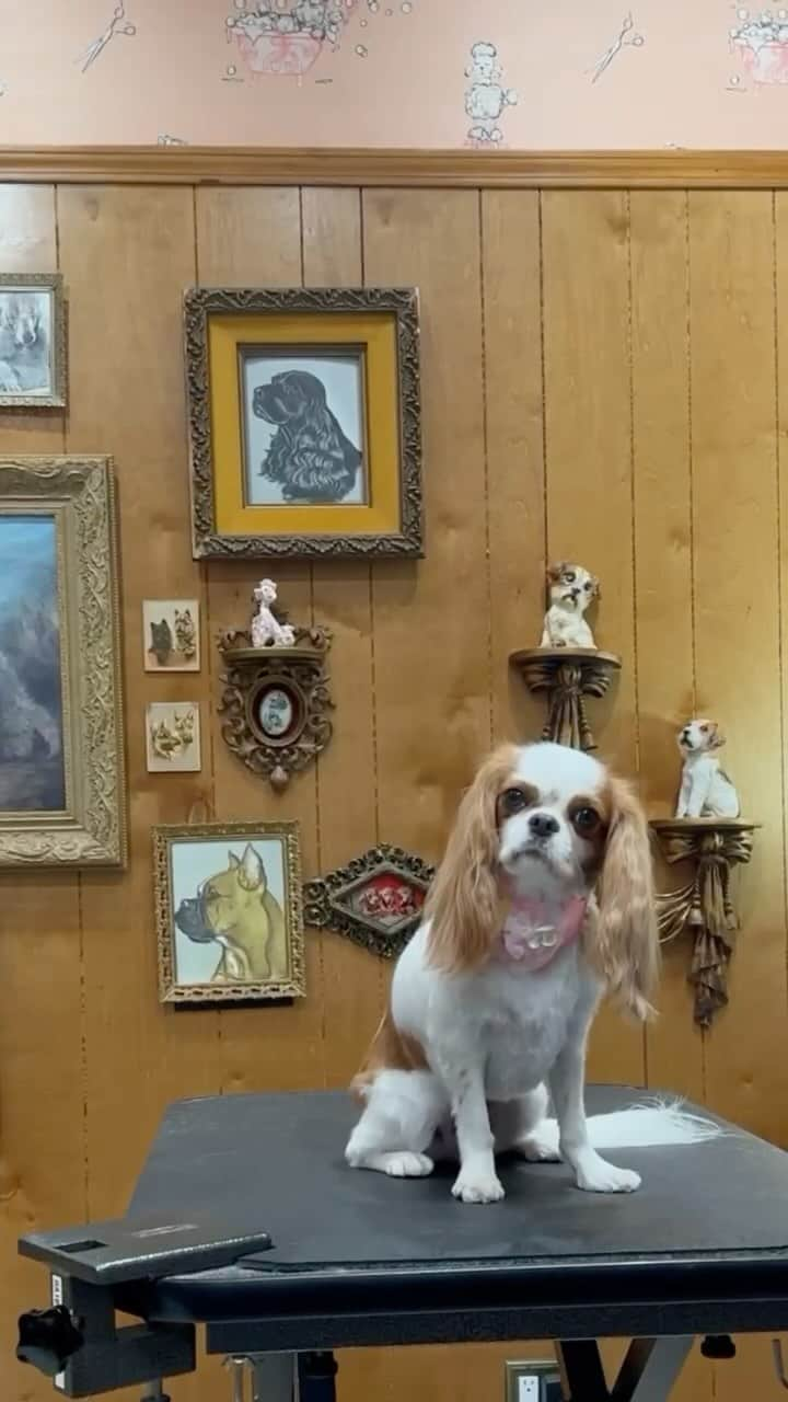 JessRonaGroomingのインスタグラム：「Part 2 of Miso the Cavalier King Charles Spaniel’s luxurious ASMR spa day 🤗   #cavalierkingcharlesspaniel #dogasmr #jessronagrooming」