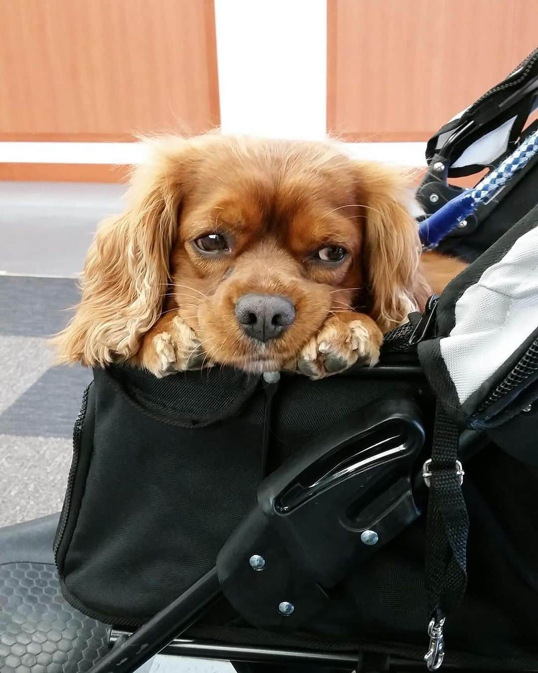 なべやかんさんのインスタグラム写真 - (なべやかんInstagram)「先日、時間潰しで井の頭公園をぷらぷらしながら一緒に散歩したモニカ、ジョーイ、マンゴーの事を思い出し悲しくなった。 皆んなと歩いた公園。 ずーっと続くと思っていた日常もいつか終わってしまう。  久々にジョーイが夢に出て来た。 ベッドに飛び乗って来たジョーイは、俺が寝る場所でオシッコをする。 オシッコされた俺はただただ困る。 それだけの夢。 なんだかなー。 でも、ジョーイに会えて良かった。 モニカ、マンゴーも出て来てくれよ。  ちなみに吉祥寺には素敵なお家があるよね〜。 可愛い家。 うちの近所にもあればいいのに。  #愛犬 #愛犬家 #犬 #犬のいる暮らし #犬スタグラム」11月29日 13時03分 - yakan_nabe