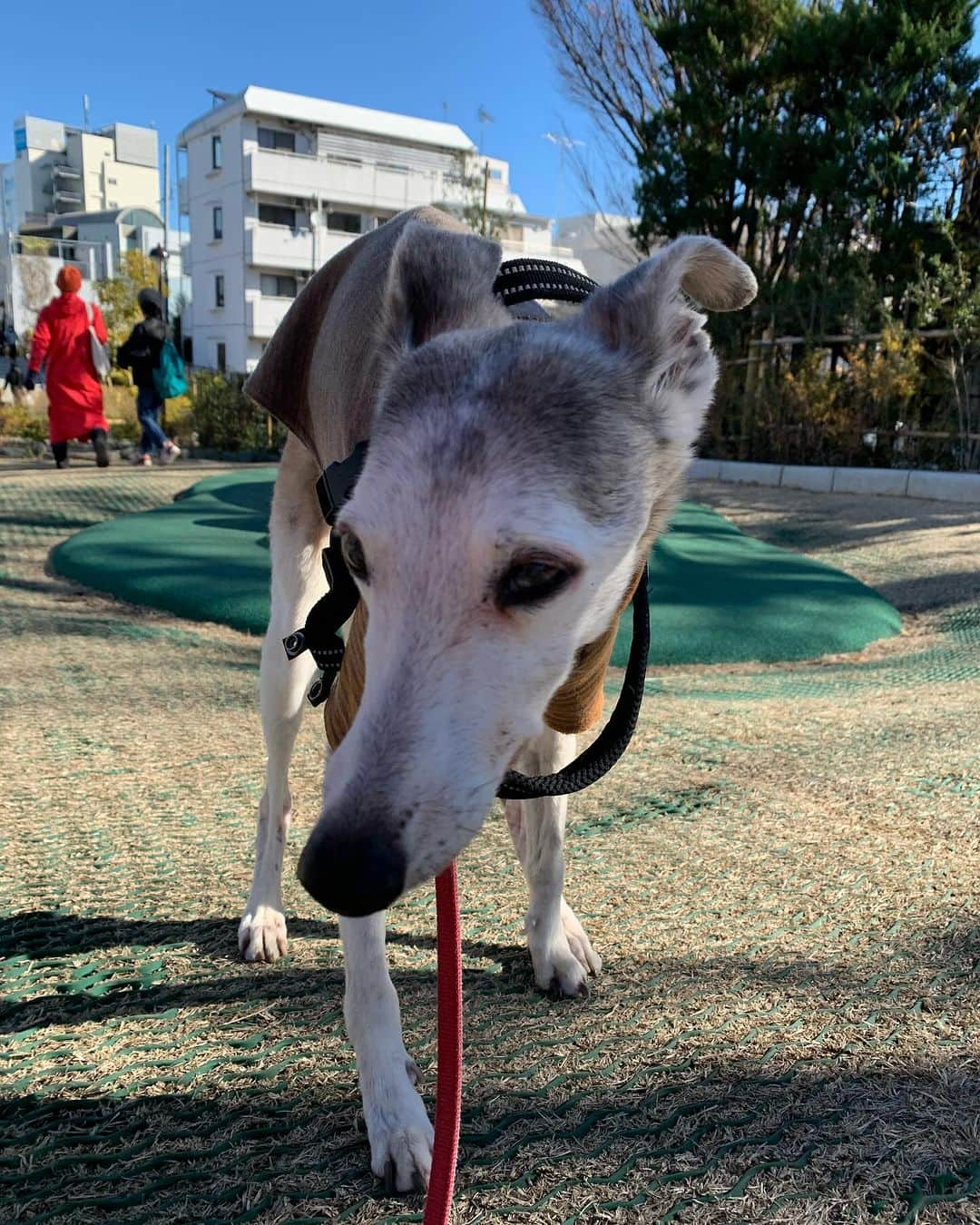 なべやかんさんのインスタグラム写真 - (なべやかんInstagram)「先日、時間潰しで井の頭公園をぷらぷらしながら一緒に散歩したモニカ、ジョーイ、マンゴーの事を思い出し悲しくなった。 皆んなと歩いた公園。 ずーっと続くと思っていた日常もいつか終わってしまう。  久々にジョーイが夢に出て来た。 ベッドに飛び乗って来たジョーイは、俺が寝る場所でオシッコをする。 オシッコされた俺はただただ困る。 それだけの夢。 なんだかなー。 でも、ジョーイに会えて良かった。 モニカ、マンゴーも出て来てくれよ。  ちなみに吉祥寺には素敵なお家があるよね〜。 可愛い家。 うちの近所にもあればいいのに。  #愛犬 #愛犬家 #犬 #犬のいる暮らし #犬スタグラム」11月29日 13時03分 - yakan_nabe