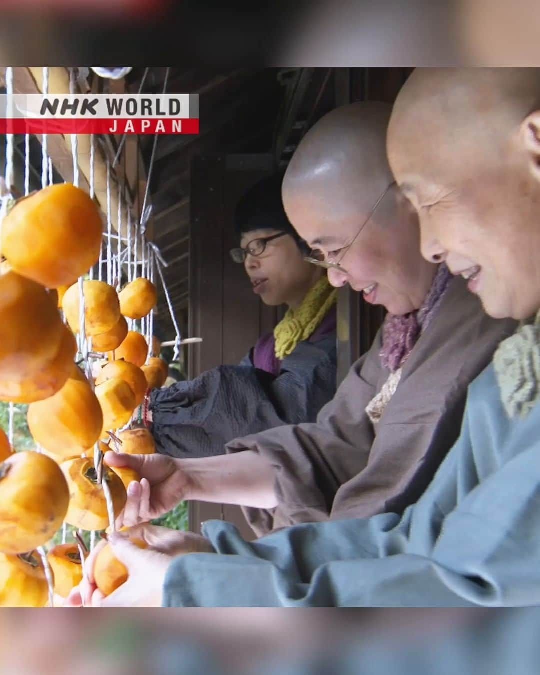 NHK「WORLD-JAPAN」のインスタグラム：「No shortcuts when it comes to massaging persimmons!👐  It’s that time of year when persimmons are hung out to dry in Japan.🟠🧡  Here, the nuns from Otowasan Kannonji Temple deep in the mountains of Nara Prefecture, prepare some they picked earlier!  Do you dry persimmons where you live? . 👉What else did the nuns get up to this month?｜Watch｜Nun's Seasonal Calendar: November｜Free On Demand｜NHK WORLD-JAPAN website.👀 . 👉Tap in Stories/Highlights to get there.👆 . 👉See the link in our bio for more on the latest from Japan. . 👉If we’re on your Favorites list you won’t miss a post. . . #persimmon #driedpersimmon #winterfruit #autumnharvest #persimmonseason #buddhistnun #japanesetemple #nunsjapan #buddhism #buddhisttemple #otowasankannonji #discoverjapan #driedfruit #driedfood #sweetfruit #干し柿 #柿 #kaki #japanfood #japanesetradition #visitjapan #hiddenjapan #nara #nhkworldjapan #japan」