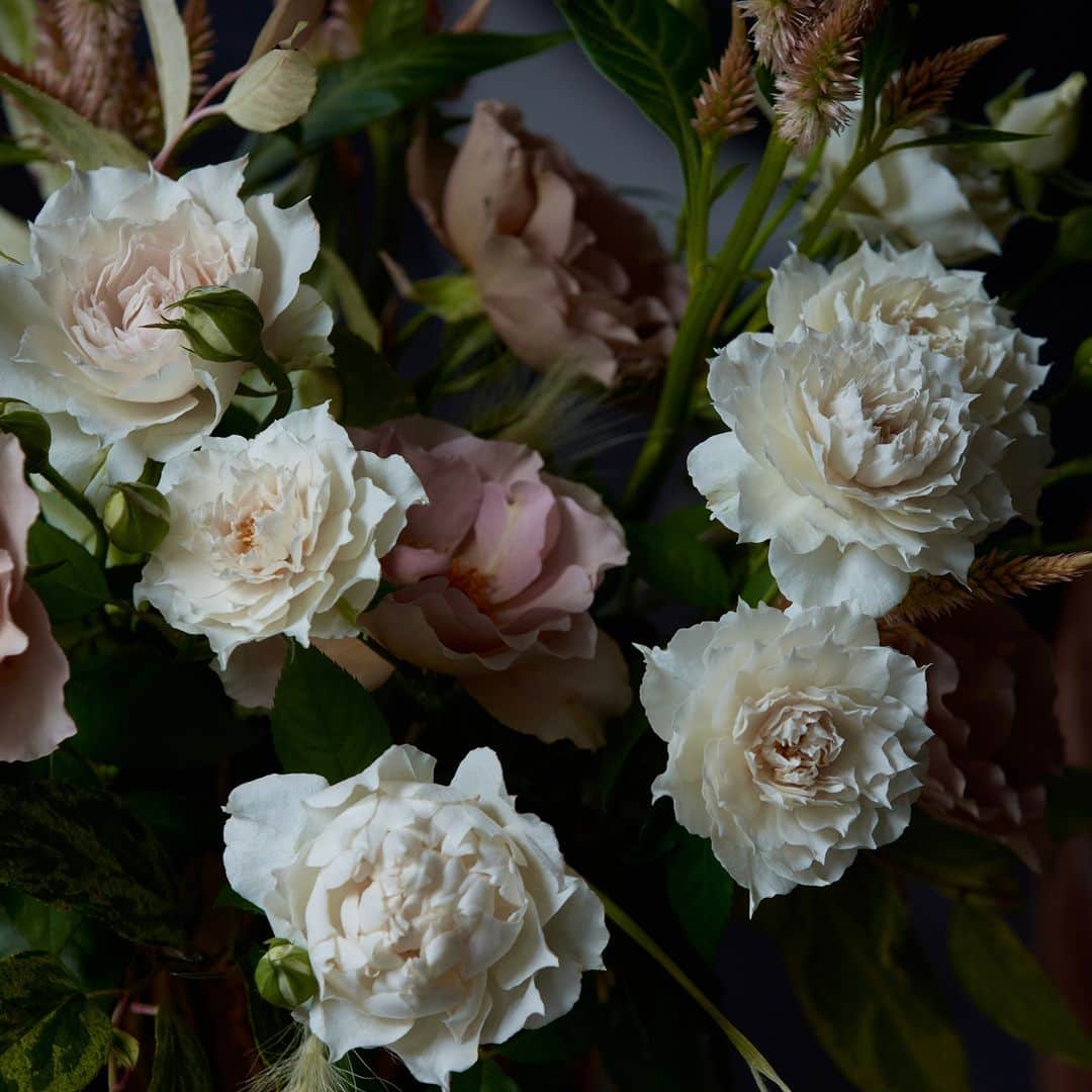 青山フラワーマーケットのインスタグラム：「ベージュとホワイト、幾重にも重なった花びらが、一際存在感を放つ秋バラ。  ボリュームのあるスプレーバラは、花と花の間に秋らしい草花を入れて、晩秋の雰囲気を表現。  希少品種のバラ「ザ・セレスティアル」をご堪能ください。  #晩秋 #薔薇 #rose #飾り方アイデア  #花とおうち時間 #花を楽しむ #花のある暮らし  #花のある日常 #花の飾り方 #花を飾る  #花を飾ろう #花を飾る生活 #インテリア  #花 #aoyamaflowermarket #青山フラワーマーケット  #livingwithflowerseveryday #セレスティアル #希少品種 #秋バラ」