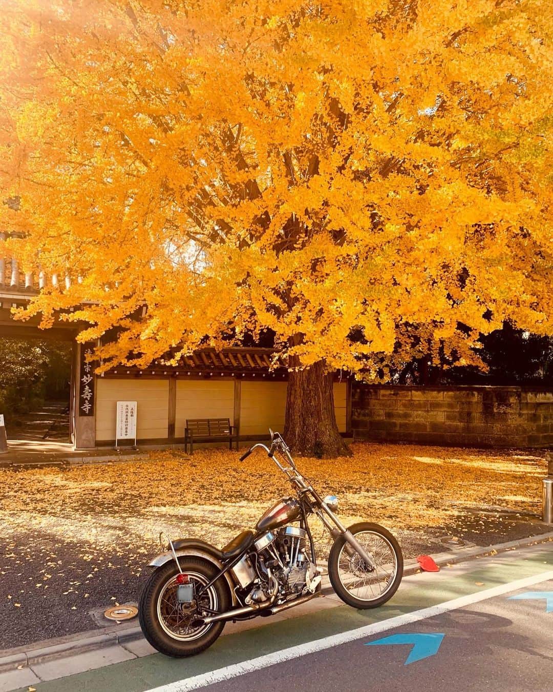 Curly Giraffeのインスタグラム：「Golden Angel  黄金色の天使  #harleydavidson #chopper  #vintagechopper #chopperlife #49fl #panhead #panheadchopper #easyrider #peterfonda #dennishopper #captainbilly #hawgholic」