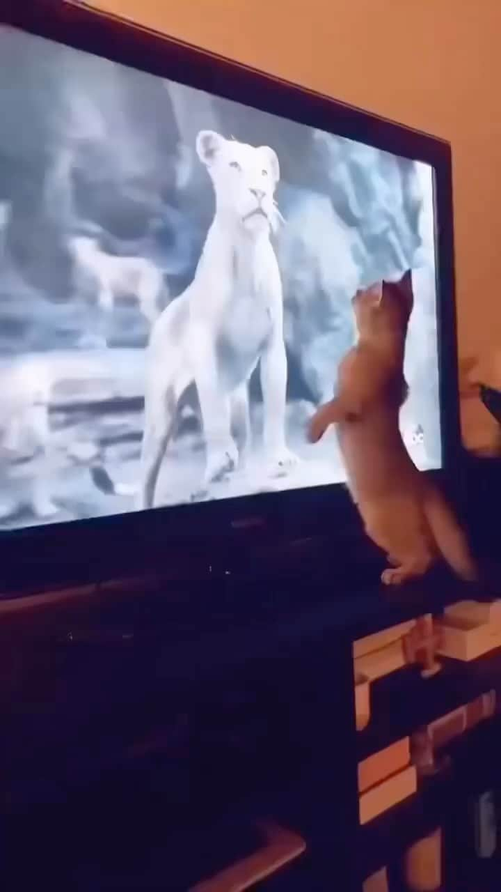 Baby Animalsのインスタグラム：「He was one of them, until he wasn’t… 😂🥹  Video credit: @bubs.meow   #kitten #kitty #kitties #cutekitten #cutekittens #cutekitties #funnycat #kittycat #lionking #catsofinstagram #catlover #catlife #funnycats」