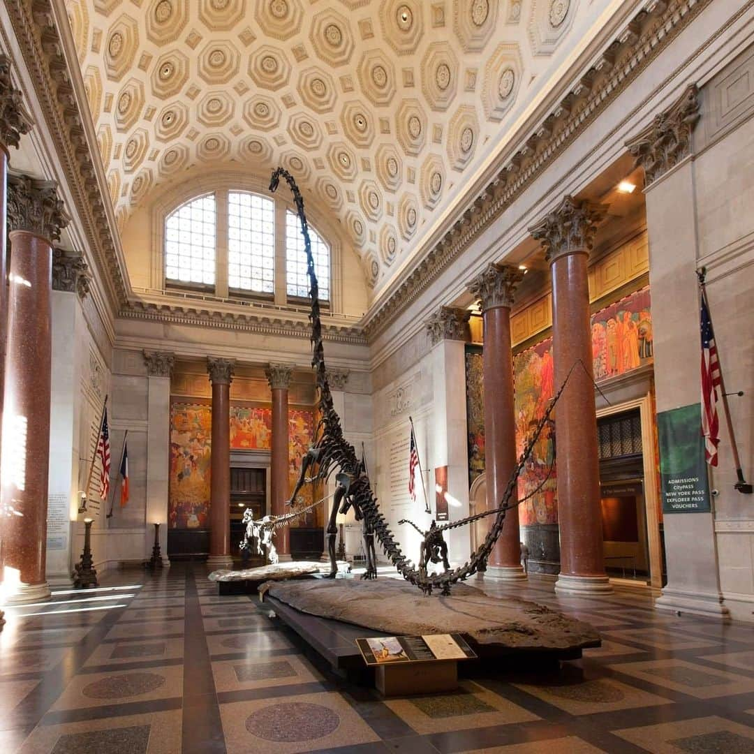 アメリカ自然史博物館のインスタグラム：「This dramatic scene is the first moment of awe for many of our visitors as they enter the Museum. In an imagined encounter between predator and prey, a Barosaurus rears up to protect its young from an attacking Allosaurus. The enormous Barosaurus is the world’s tallest freestanding dinosaur mount. It’s composed of casts of real bone since fossils are too heavy to support in this way!  Today is Giving Tuesday—and all gifts are being *matched.* Your contribution enables us to continue to serve our community and offer transformative experiences to generations of visitors. None of our work is possible without supporters like you.  #museum #amnh #uws #nyc #naturalhistory #dinosaurs」