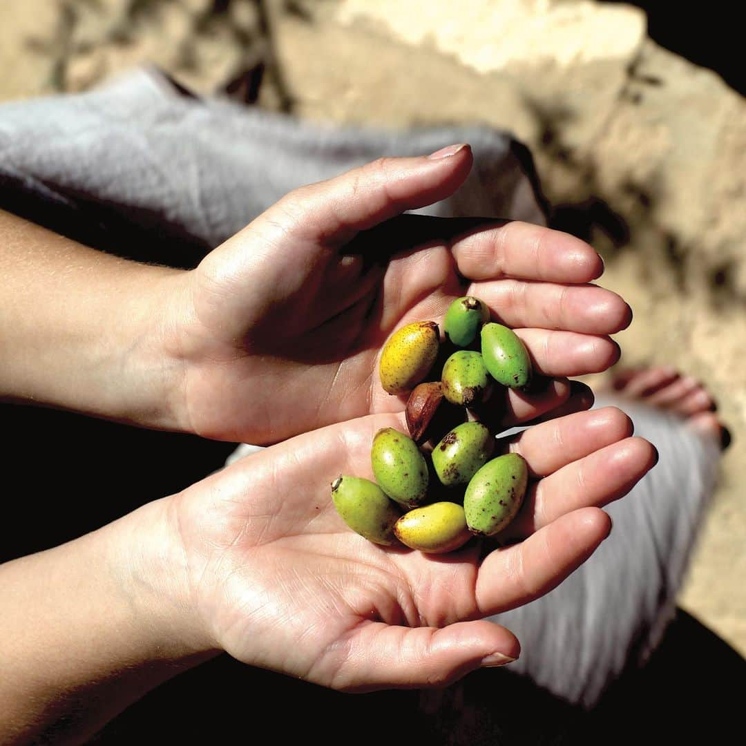 ジョジー・マランさんのインスタグラム写真 - (ジョジー・マランInstagram)「Today we give back. 🕊️❤️   On September 8th, a powerful, devastating earthquake struck Morocco--the home to our community that passionately grows, cultivates, and tends to our Argan nuts.   In honor of Giving Tuesday, 100% of Argan Oil sales will be donated to ShelterBox, a nonprofit organization that is supporting the thousands affected with emergency aid.」11月29日 6時29分 - josiemaran