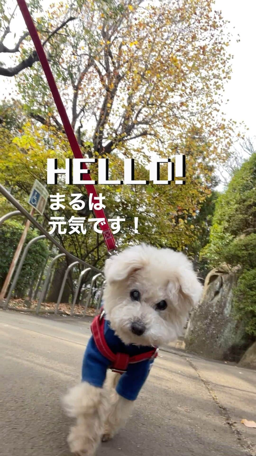 Maruのインスタグラム：「🐶 ご無沙汰しております‼︎ マミィのインスタおさぼりが 激しすぎまる。 DMで心配メッセージを頂いてしまい マミィは反省中ですっ🫡  #へいみんな元気かいって？ #まるが元気かい？って心配されてるんだから #へいといえば #へいへい遊びそっちゃんとしたいな  #ハイシニア犬#癒し犬#いぬすたぐらむ#トイプードル部#わんすたぐらむ#今日のわんこ#まる#maru #inutokyo#幸せお届け隊#ふわもこ部」