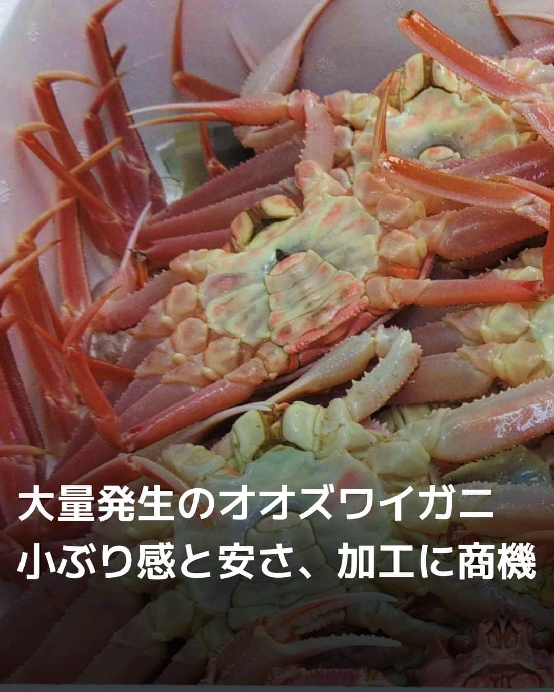 日本経済新聞社さんのインスタグラム写真 - (日本経済新聞社Instagram)「北海道の襟裳（えりも）岬近辺などで大量発生し、漁業者の頭を悩ませたオオズワイガニを兵庫県で加工し売り出す取り組みが始まりました。仕掛けたのは飲食店向けに水産物の電子商取引（EC）を手がけるフーディソン。遠く離れた両地域のカニ漁期のずれなどに着目し、首都圏を中心に販売します。⁠ ⁠ 詳細はプロフィールの linkin.bio/nikkei をタップ。⁠ 投稿一覧からコンテンツをご覧になれます。⁠→⁠@nikkei⁠ ⁠ #オオズワイガニ #本ズワイガニ #甲羅盛り #カニの街 #兵庫県香美町 #日経電子版」11月29日 7時01分 - nikkei