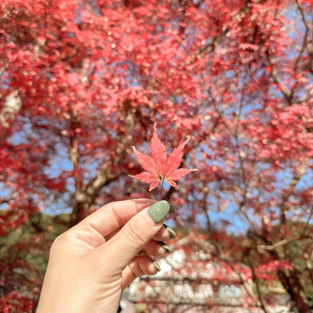 mai1220のインスタグラム：「秋月城跡🍁 こんなにきれいな紅葉見たの京都ぶりかも！ってくらい美しかった👏 食べ歩きも出来たし、美味しい梅干しも安くて新鮮なお野菜もゲットして大満足😊 ただ1番のメインのところまでは辿り着けず笑 まぁ来年やな〜 ⁡ ⁡ #秋月城跡 #紅葉 #福岡紅葉スポット #福岡紅葉 #紅葉狩り」