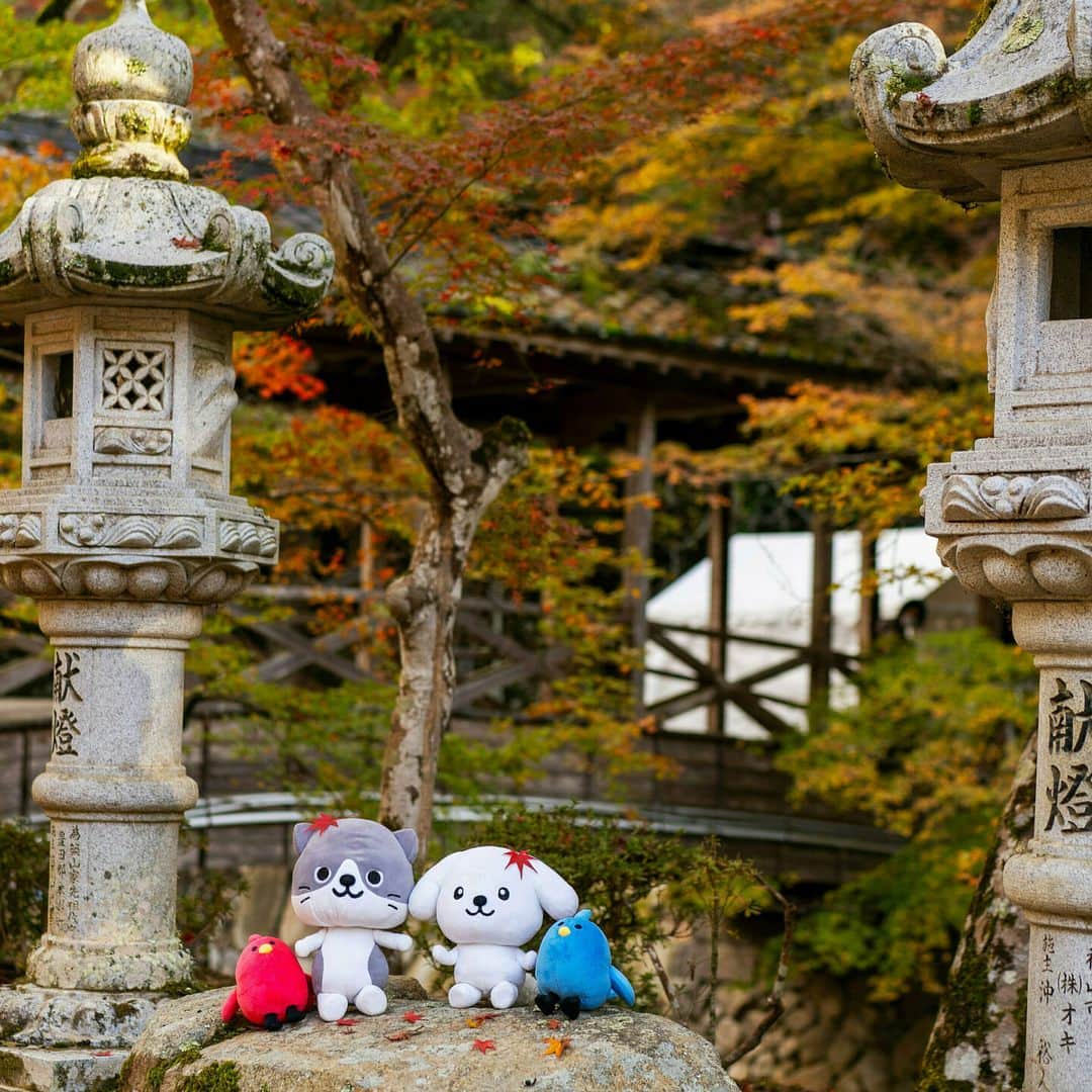 ダスキン ダス犬【公式】さんのインスタグラム写真 - (ダスキン ダス犬【公式】Instagram)「. 【ダス犬の四季折々】  ダス犬たちは #秋を楽しみたい っ！ ということで紅葉がキレイと噂を元に 佛通寺へ行ってきたよ～🍁  佛通寺は広島県三原市にある寺院で 臨済宗佛通寺派の大本山💡！！ この時期は色鮮やかに染まった景色を堪能できるんだって!!  ちょうど紅葉が見ごろを迎えていた時期だったので 壮観できれいな紅葉をみんなで思いきっり楽しんじゃった✨  キレイな景色を楽しみながら お寺の厳かな空気に背筋がシャキッとしたダス犬たち🐾🐾  秋といえばついついしたくなっちゃう 葉っぱ集めもちゃんとしたよ🍂」11月29日 7時01分 - dusken_official