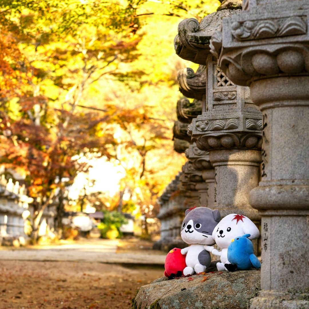 ダスキン ダス犬【公式】さんのインスタグラム写真 - (ダスキン ダス犬【公式】Instagram)「. 【ダス犬の四季折々】  ダス犬たちは #秋を楽しみたい っ！ ということで紅葉がキレイと噂を元に 佛通寺へ行ってきたよ～🍁  佛通寺は広島県三原市にある寺院で 臨済宗佛通寺派の大本山💡！！ この時期は色鮮やかに染まった景色を堪能できるんだって!!  ちょうど紅葉が見ごろを迎えていた時期だったので 壮観できれいな紅葉をみんなで思いきっり楽しんじゃった✨  キレイな景色を楽しみながら お寺の厳かな空気に背筋がシャキッとしたダス犬たち🐾🐾  秋といえばついついしたくなっちゃう 葉っぱ集めもちゃんとしたよ🍂」11月29日 7時01分 - dusken_official