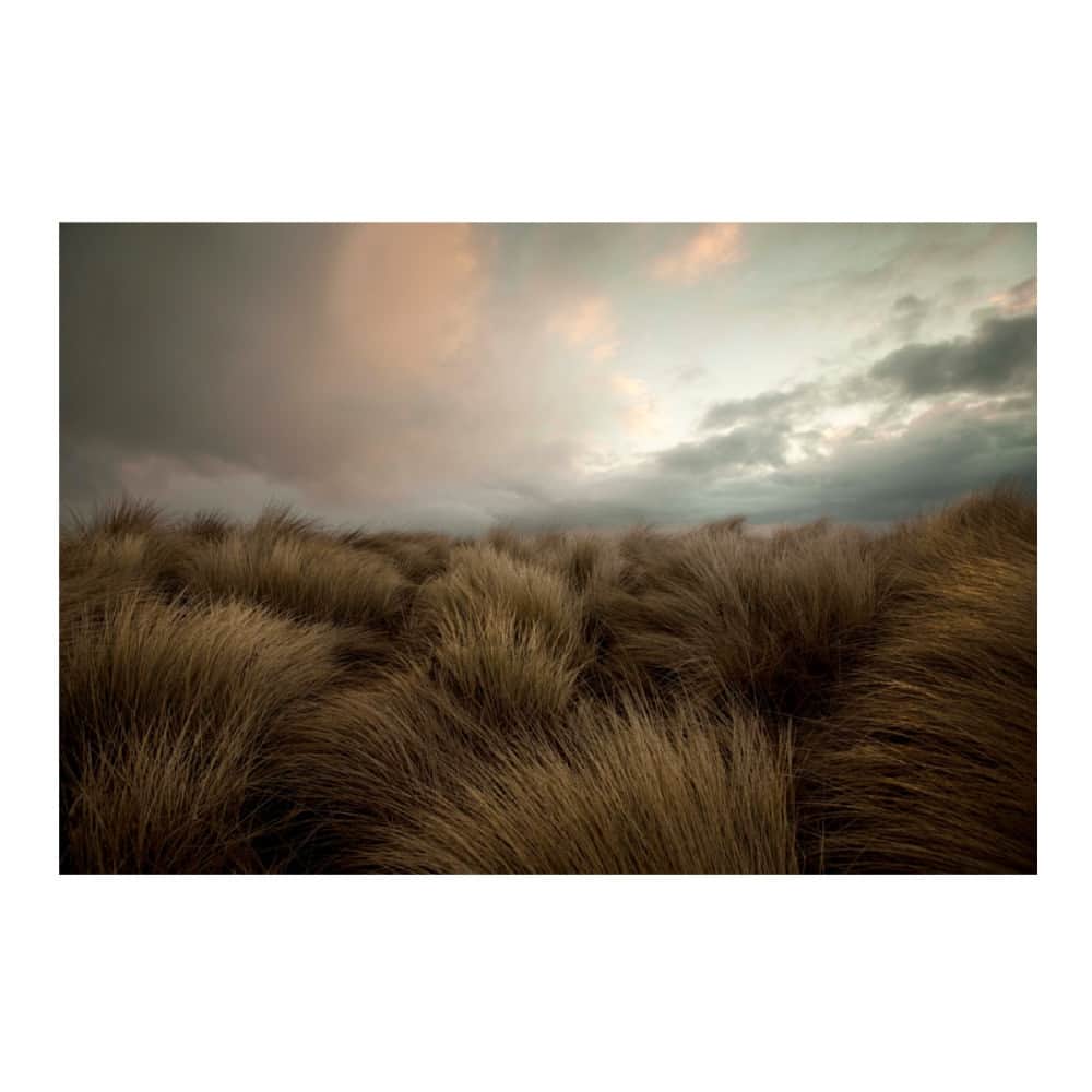 Robert Clarkさんのインスタグラム写真 - (Robert ClarkInstagram)「The seagrass of #NorthUmberland, on the eastern coast of England. Are you an art enthusiasts? Have you explored my hand-curated online gallery?  Whether you're a seasoned collector or just starting out, my goal is that you find something here that speaks to your soul.  https://www.robertclarkart.com (linked in bio)  #art #artcollection #artcurator #artwork #artist」11月29日 7時55分 - robertclarkphoto