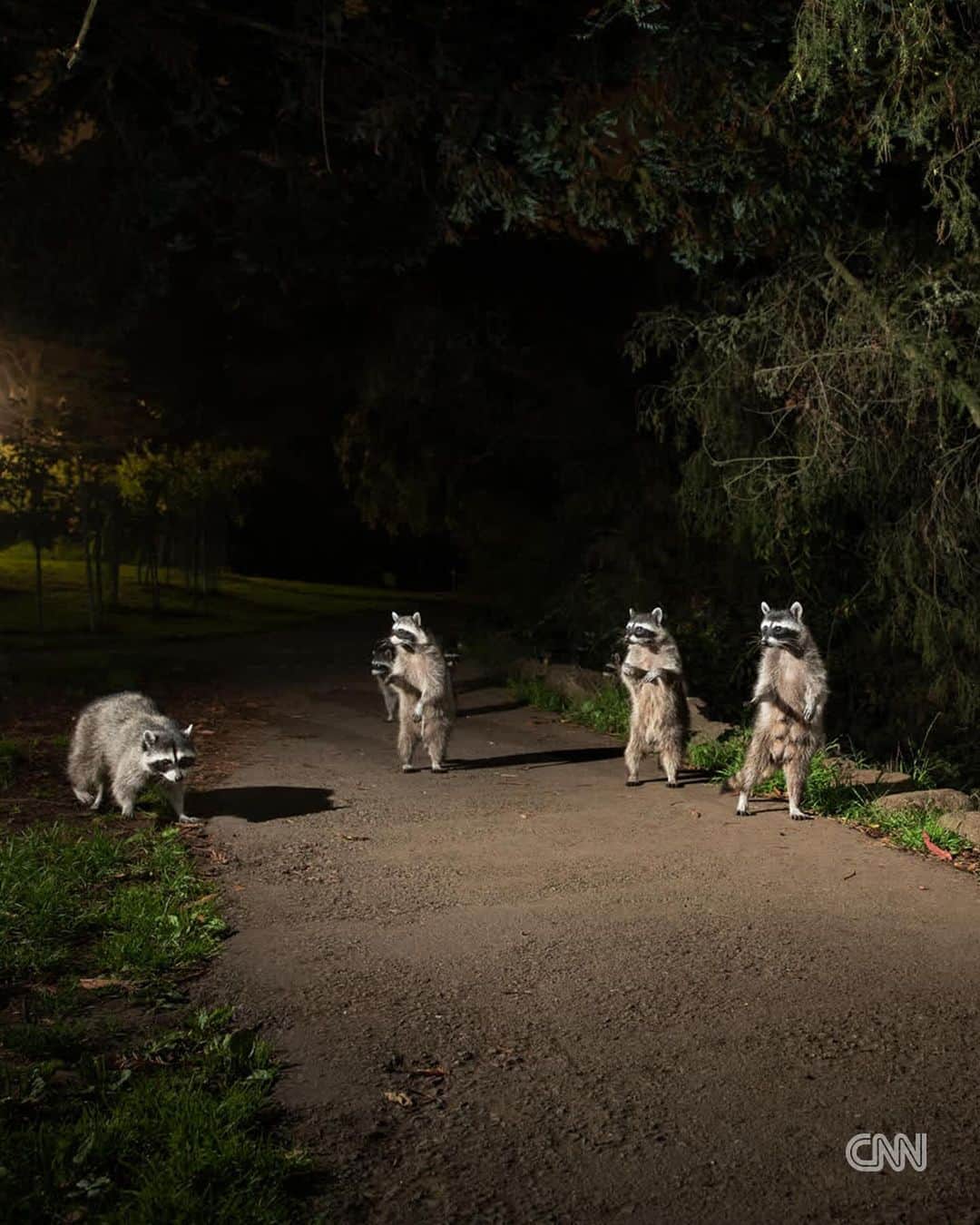 CNNさんのインスタグラム写真 - (CNNInstagram)「For better or for worse, wild animals are having to adapt to survive in areas of increased urbanization, and it’s these animals that were the stars of photographer Corey Arnold’s “Cities Gone Wild” series.  Black bears, coyotes and raccoons were its focus — species whose populations tend to be growing in urban areas, says Arnold. “They’re the ones that have learned to adapt really well in human-built landscapes, like cities and suburbs,” he tells CNN.  On this Call to Earth Day, read more about the series in the link in our bio.  📸: Corey Arnold」11月29日 8時10分 - cnn