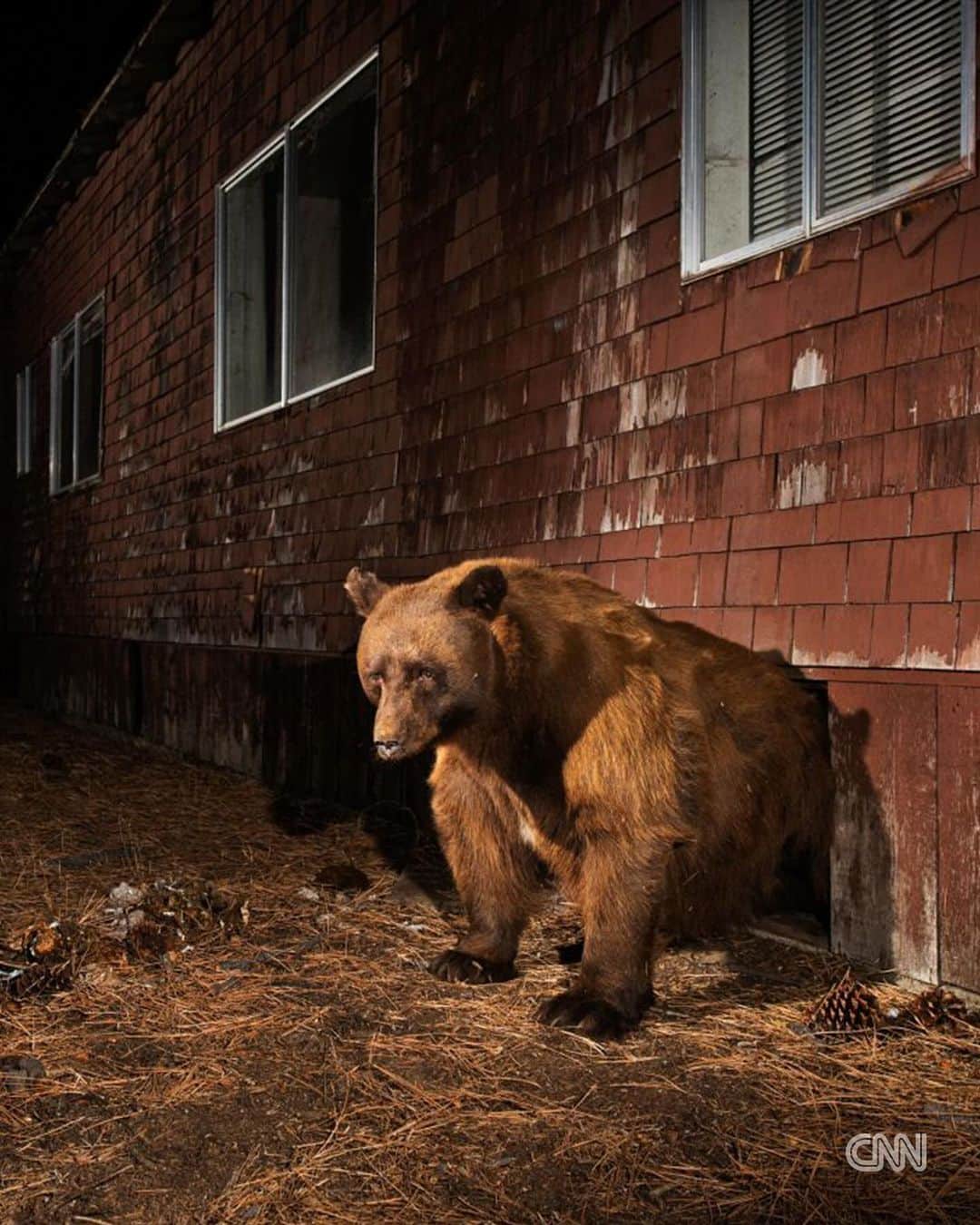 CNNさんのインスタグラム写真 - (CNNInstagram)「For better or for worse, wild animals are having to adapt to survive in areas of increased urbanization, and it’s these animals that were the stars of photographer Corey Arnold’s “Cities Gone Wild” series.  Black bears, coyotes and raccoons were its focus — species whose populations tend to be growing in urban areas, says Arnold. “They’re the ones that have learned to adapt really well in human-built landscapes, like cities and suburbs,” he tells CNN.  On this Call to Earth Day, read more about the series in the link in our bio.  📸: Corey Arnold」11月29日 8時10分 - cnn