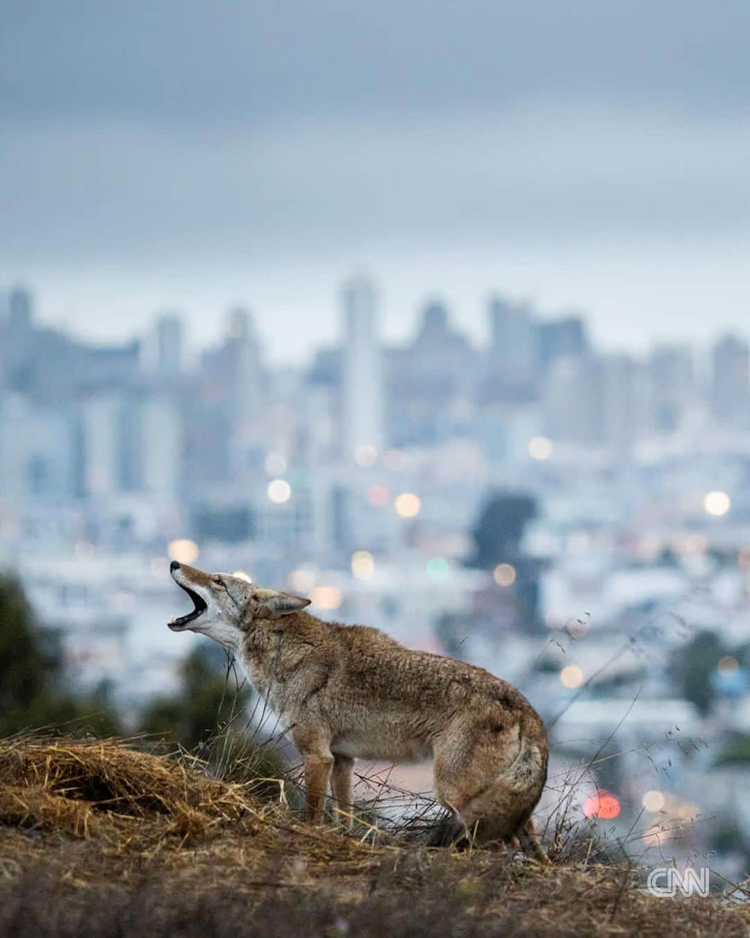 CNNさんのインスタグラム写真 - (CNNInstagram)「For better or for worse, wild animals are having to adapt to survive in areas of increased urbanization, and it’s these animals that were the stars of photographer Corey Arnold’s “Cities Gone Wild” series.  Black bears, coyotes and raccoons were its focus — species whose populations tend to be growing in urban areas, says Arnold. “They’re the ones that have learned to adapt really well in human-built landscapes, like cities and suburbs,” he tells CNN.  On this Call to Earth Day, read more about the series in the link in our bio.  📸: Corey Arnold」11月29日 8時10分 - cnn