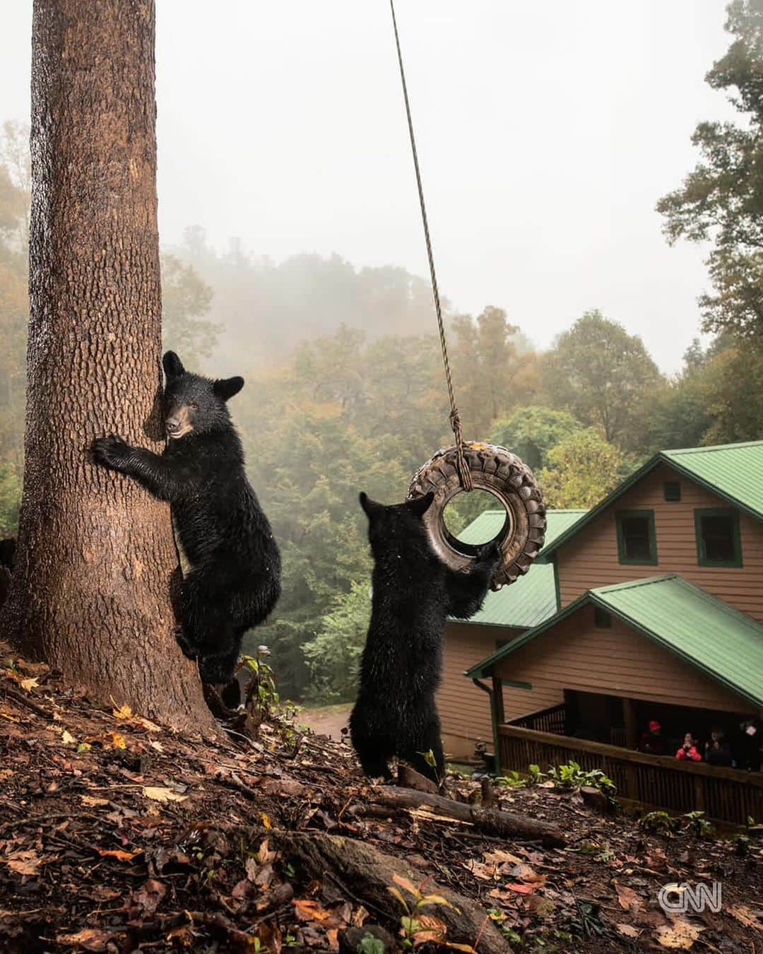 CNNのインスタグラム：「For better or for worse, wild animals are having to adapt to survive in areas of increased urbanization, and it’s these animals that were the stars of photographer Corey Arnold’s “Cities Gone Wild” series.  Black bears, coyotes and raccoons were its focus — species whose populations tend to be growing in urban areas, says Arnold. “They’re the ones that have learned to adapt really well in human-built landscapes, like cities and suburbs,” he tells CNN.  On this Call to Earth Day, read more about the series in the link in our bio.  📸: Corey Arnold」