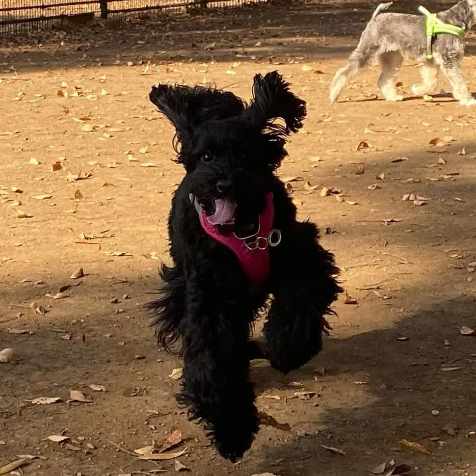 坂東亀三郎のインスタグラム：「⁡ ⁡ とある日 ⁡ ドッグラン🐕‍🦺 ⁡ ⁡ 風が木の葉の色を変え 枯れ葉ざわめく並木道 だね ⁡ 飛ぶように走り 秋風と秋空に澄んだ空気 僕も久々だったから気持ち良かった ⁡ ⁡ #歌舞伎 #音羽屋 #歌舞伎役者 #彦三郎 #坂東彦三郎 #九代目 #オーストラリアンラブラドゥードル #AL #ドゥードル #ラブラドゥードル #犬との暮らし #dogstagram #彦犬gram」