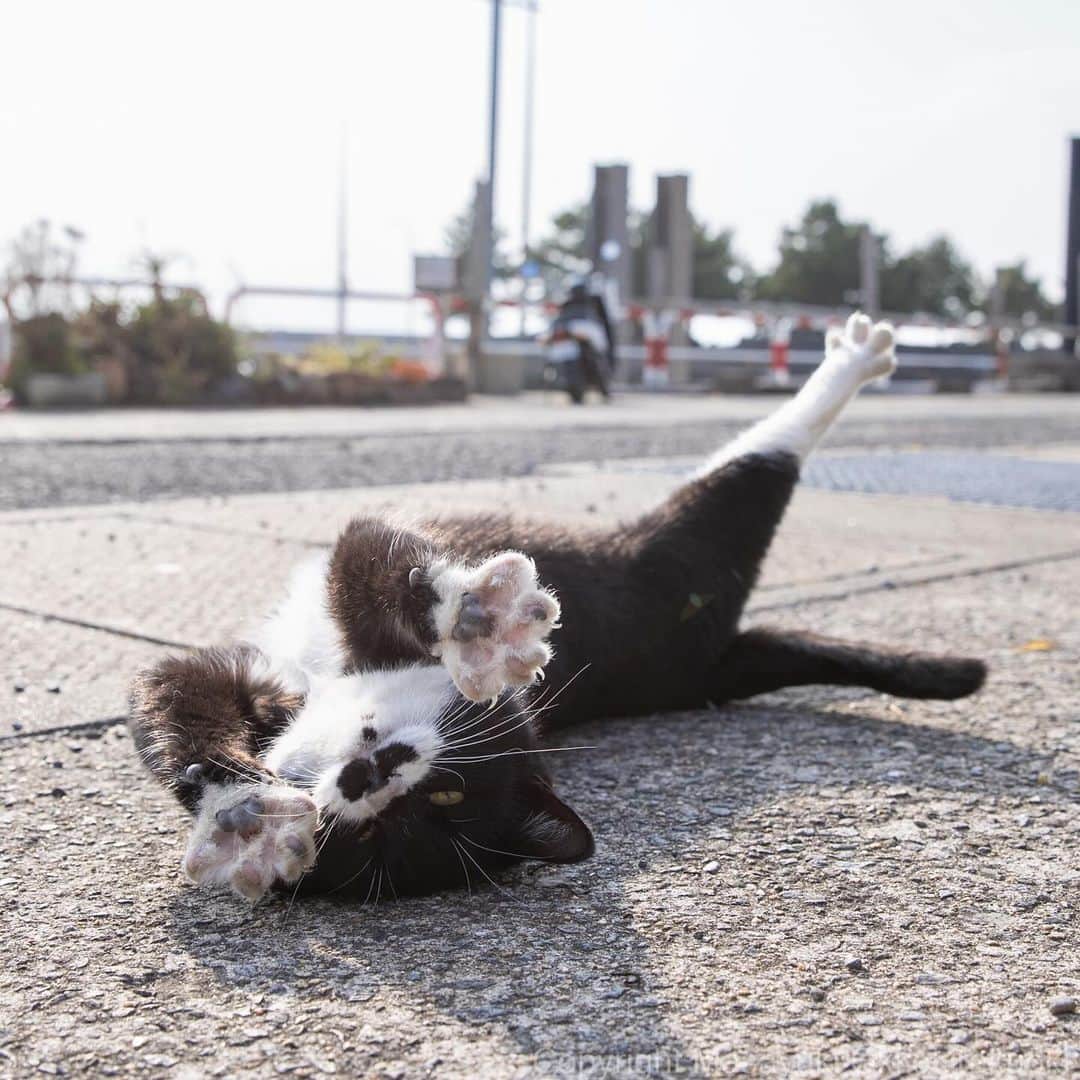 Masayukiのインスタグラム：「#全国一斉肉球検査  #cat #ねこ #猫 #東京カメラ部 #nekoclub  #yourshotphotographer  #my_eos_photo」
