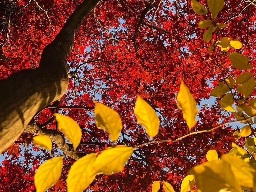 依田司さんのインスタグラム写真 - (依田司Instagram)「11月29日(水) きょうは語呂合わせで「いい肉の日」。 そこで、茨城県古河市にある「レストランSUNROSE」にお邪魔しました。 ここは、昭和8年に下駄問屋として建築された建物をリノベーションし、洋風のテイストを取り入れた和洋折衷の風情あるお洒落な洋食レストランです。 一番人気の、グリルで焼きじっくりオーブン焼いて仕上げる「目玉焼きハンバーグ」に、茨城県銘柄牛「常陸牛」のステーキや、茨城県銘柄豚肉「常陸の輝き」を使った「ポークカツレツ」などのお肉料理が楽しめます。こじんまりとしたお庭には樹齢200年のシイの木や色付いたモミジも。特別な時間を堪能できますよ。  #レストランSUNROSE #いい肉の日 #goslowcaravan #ゴースローキャラバン #依田さん #依田司 #お天気検定 #テレビ朝日 #グッドモーニング #気象予報士 #お天気キャスター #japan #japantrip #japantravel #unknownjapan #japanAdventure #japanlife #lifeinjapan #instagramjapan #instajapan #療癒 #ilovejapan #weather #weathercaster #weatherforecast」11月29日 8時44分 - tsukasa_yoda