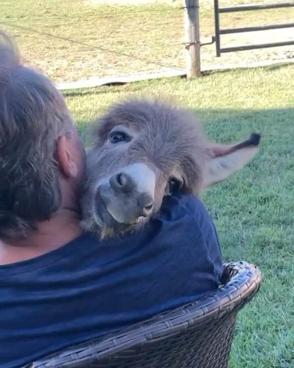 アリシア・シルヴァーストーンのインスタグラム：「Just a baby donkey enjoying some love 🥹🖤」