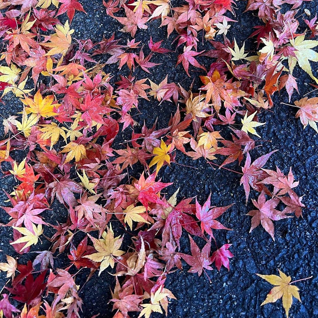 崎山一葉さんのインスタグラム写真 - (崎山一葉Instagram)「* 🦖🦕🍁」11月29日 9時00分 - kazuha_sakiyama