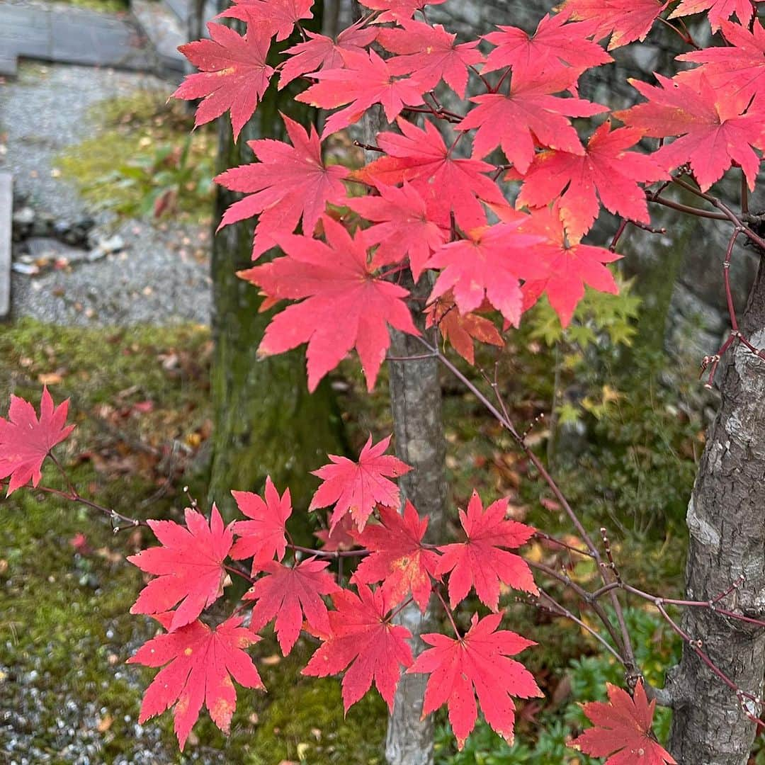 崎山一葉のインスタグラム：「* 🦖🦕🍁」