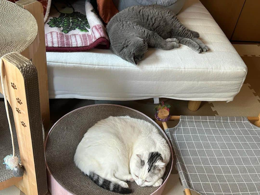 KAORUさんのインスタグラム写真 - (KAORUInstagram)「おはにゃん😊  妹を起こさないよう 隣で静かに #フミフミ する兄🤭  #諭吉と幸来 #ゆきさく #猫のいる暮らし」11月29日 9時14分 - yukisaku_88