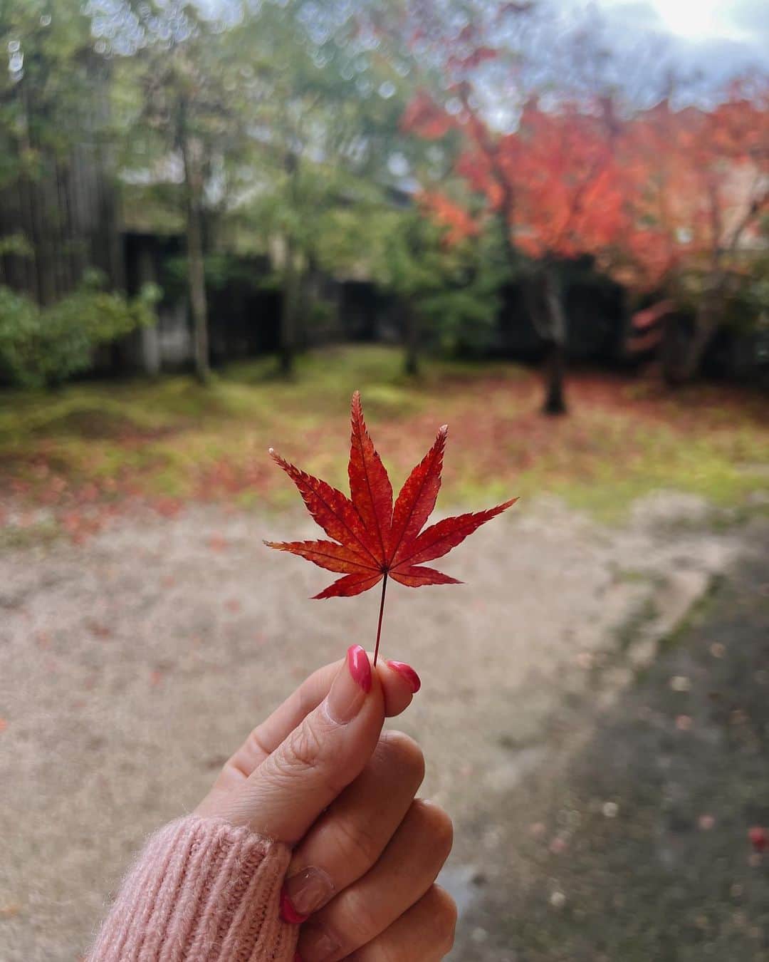 大橋あゆみのインスタグラム：「ここ出雲では季節も堪能しています🍂  3日目の出雲、本日も楽しいお仕事スタートしています☺️  張り切りに張り切って頑張ります😺  #出雲」
