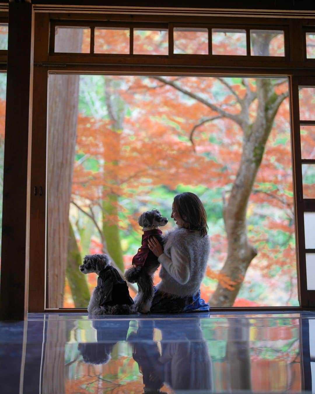 中野区在住のミニシュナのInstagramのインスタグラム：「⑅︎◡̈︎* ・ 初めての関西の紅葉🍁 赤色が印象的で美しい✨  11月は関西で2回ほどイベント開催や土日続けてイベント開催だったりで、忙しく充実した日々でしたヾ(≧︎∪︎≦︎*)ﾉ〃  紅葉の季節もあっという間に過ぎ去って、明後日からは12月！！ 1日1日を大切に過ごさなければ〜⸜( ´ ꒳ ` )⸝♡︎  #紅葉 #紅葉リフレクション #紅葉スポット #リフレクション #リフレクションのある景色 #dogenic #その瞬間は永遠の思い出 #inuくらぶ_jpn #シュナキン2023ブルーメの丘 #シュナウザーキングダム2023 #東急バケーションズフォトコン2023 #raw_japan #アドビちいさい秋みつけた2023 #japan_daytime_view #じゃびふる #シュナウザー好きさんと繋がりたい #シュナウザー多頭飼い #シュナウザーのいる暮らし」