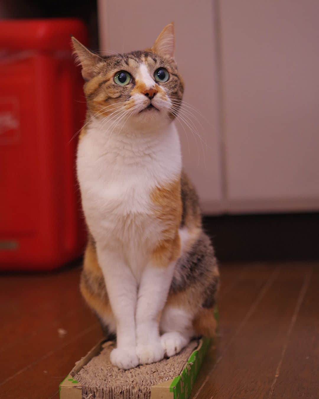 Kachimo Yoshimatsuさんのインスタグラム写真 - (Kachimo YoshimatsuInstagram)「真夜中の撮影会。  #うちの猫ら #猫 #castella #ねこ #ニャンスタグラム #にゃんすたぐらむ #ねこのきもち #cat #ネコ #catstagram #ネコ部 http://kachimo.exblog.jp」11月29日 9時24分 - kachimo