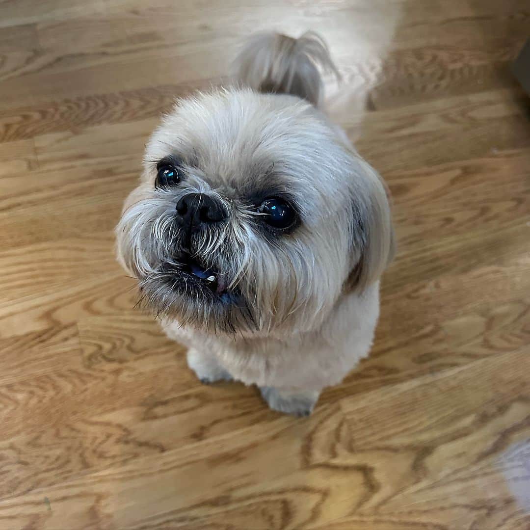 Dougie the Shih Tzuのインスタグラム