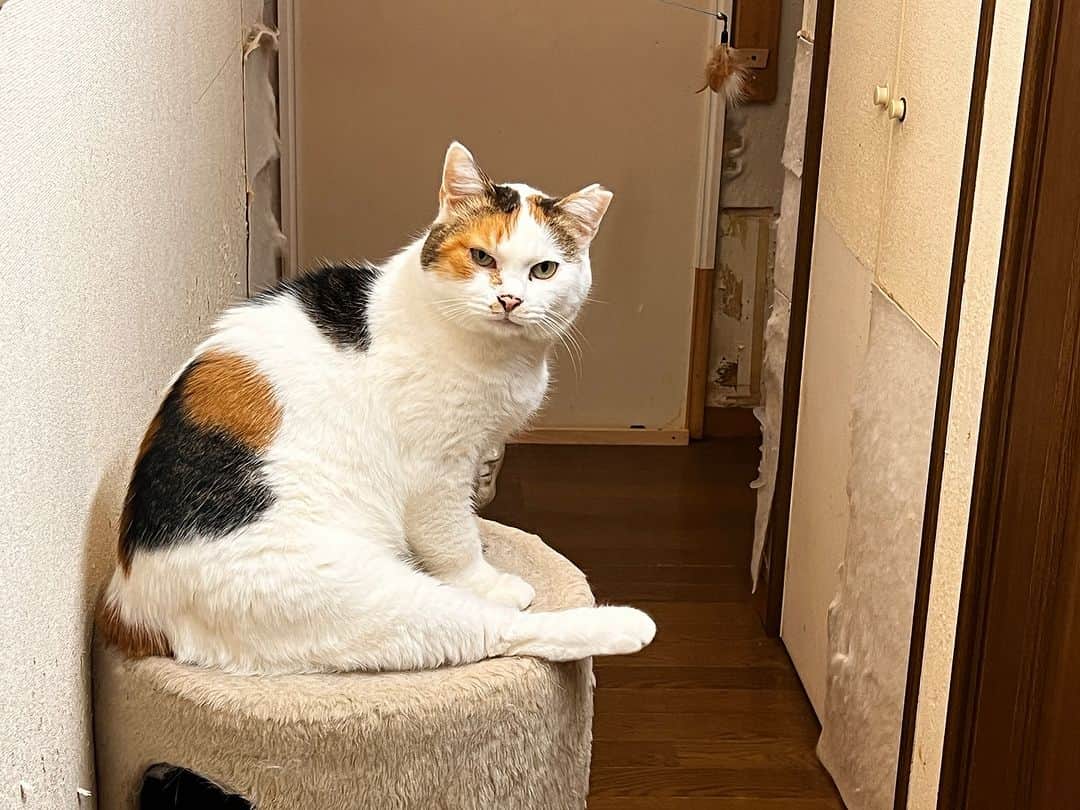 Kachimo Yoshimatsuのインスタグラム：「おはようミケ子さん Good Morning Mikeko  なんとか、また居間での生活に 戻れないものか？  #うちの猫ら #mikeko #猫 #ねこ #ニャンスタグラム #にゃんすたぐらむ #ねこのきもち #cat #ネコ #catstagram #ネコ部 http://kachimo.exblog.jp」