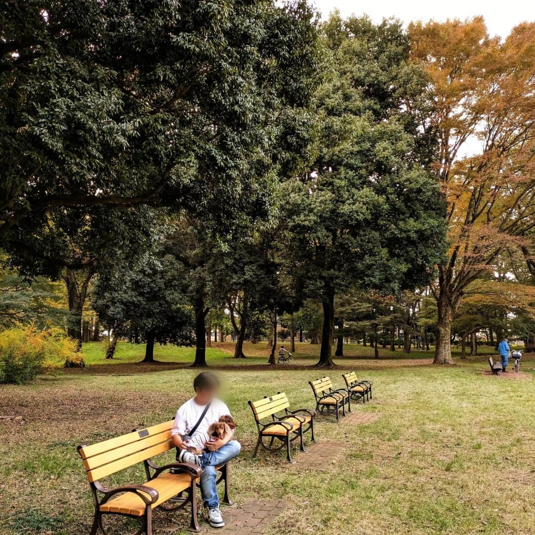 くるみんさんのインスタグラム写真 - (くるみんInstagram)「* 11月5日 野川公園 本当に素敵な公園。2ワンともたくさん歩いた🐾🐾 ひまりちゃんは何時間でも平気で歩きそうな位元気だよ  月曜日からパパが海外出張に行っていて、私と2ワン生活3日目 夜になるとひまりがパパを探してるっぽい 階段とこから下覗いてるし、少しの音に反応して起き上がり、パパのお布団の中確認してた😆 しかし、10歳差のお散歩は一人で連れて行くのは大変💦 * #カニンヘンダックスフント #カニンヘンダックスフンドチョコタン #カニンヘンダックス多頭飼い #カニンヘンダックスの日常 #カニンヘン #カニンヘンダックス #カニンヘンチョコタン #カニンヘンダックスチョコタン #カニンヘンの会 #カニンヘンダックスフンド #チョコタンダックスフント #チョコタンダックスフンド #チョコタンダックス #チョコタン #ダックス多頭飼い #ダックスフントカニンヘン #ダックスフント #ダックスフンドカニンヘン #ダックスフンドチョコタン #ダックス部 #ダックスフンド #ダックス #ダックスの日常 #ダックス短足部 #いぬバカ部 #いぬすたぐらむ #短足部 #野川公園 #dachshund #dachs」11月29日 9時35分 - michirumugiazu