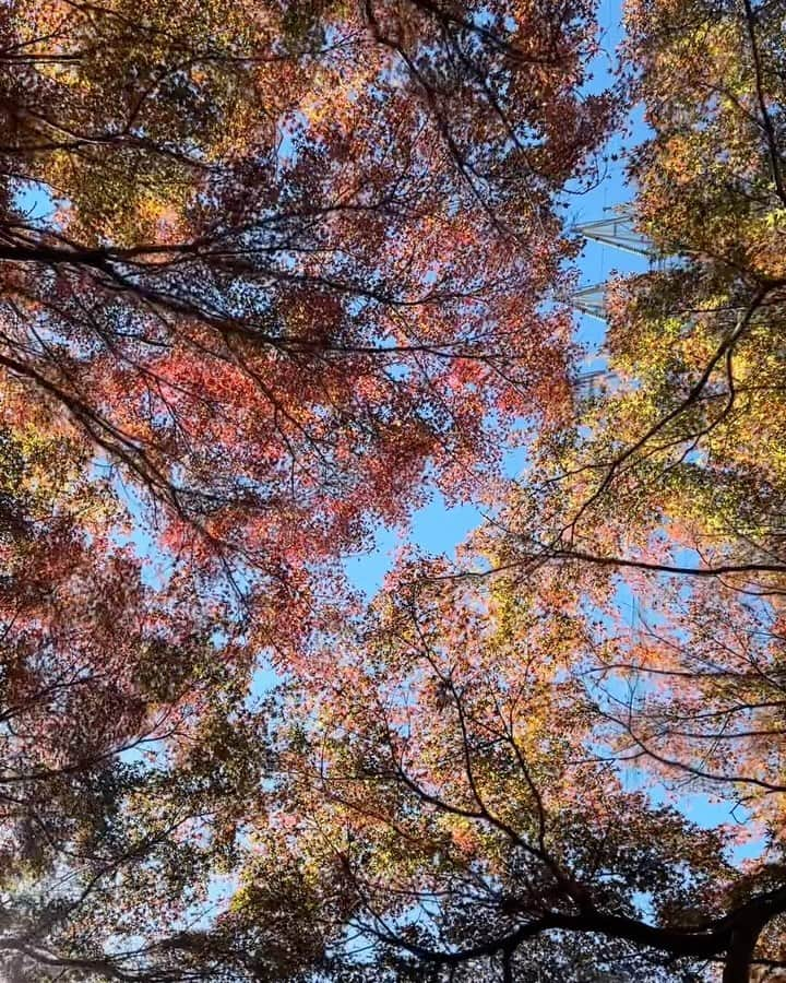 狩野舞子のインスタグラム：「Autumn Leaves🍂」