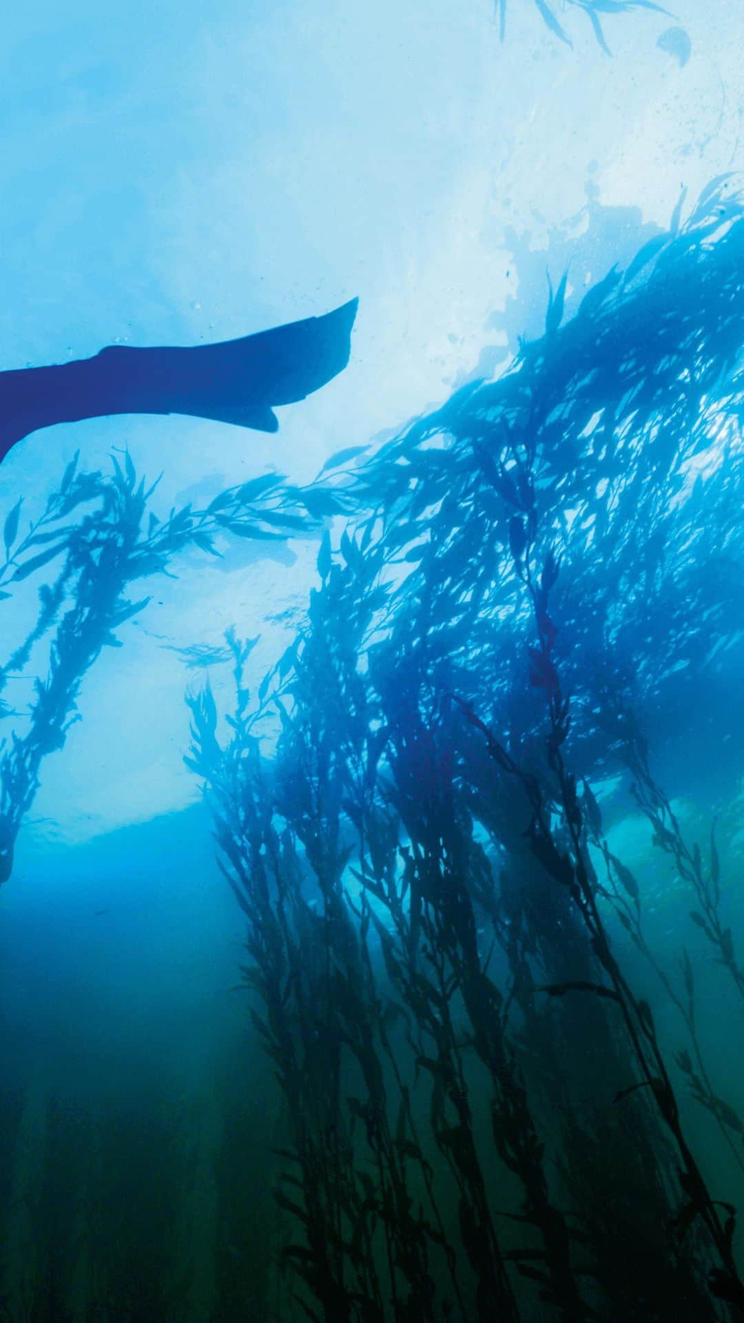 ドゥラメールのインスタグラム：「Our La Mer Blue Heart commitment to marine conservation is also a commitment to supporting groups that share our goal of protecting the ocean for a better tomorrow. To date, we’ve donated over $8 million to organizations committed to marine conservation and protecting the ocean for a better tomorrow.  In honor of Giving Tuesday, we’re turning the spotlight on GreenWave, one of the organizations we’ve had the privilege of working with through La Mer Blue Heart Oceans Fund.  In 2023, we continued our partnership with GreenWave and the Shinnecock Kelp Farmers of Long Island, launching a regenerative ocean farming initiative with Indigenous women. Together, we’re creating jobs sustainably growing and harvesting kelp and restoring critical local ocean ecosystems. #LaMer #LaMerBlueHeart」