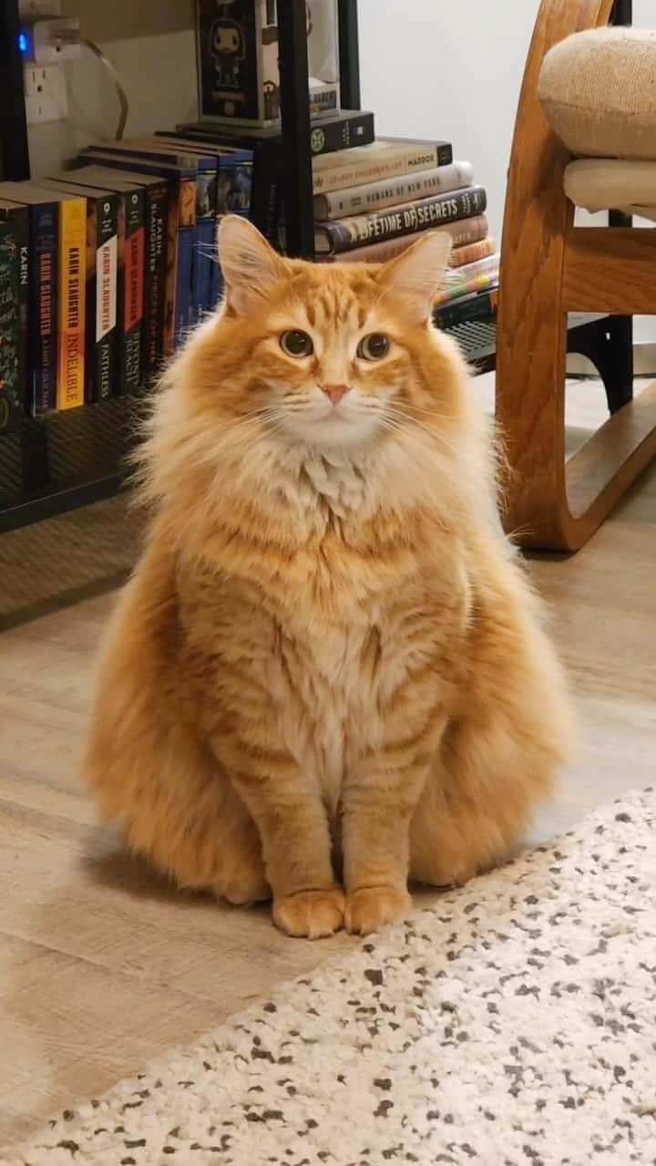 Aww Clubのインスタグラム：「Should I tell her the truth or keep myself silent?   @gus.and.walter  #meowed #cutecat #cat #gingercat #fluffy #walterthecatt #orangecat」