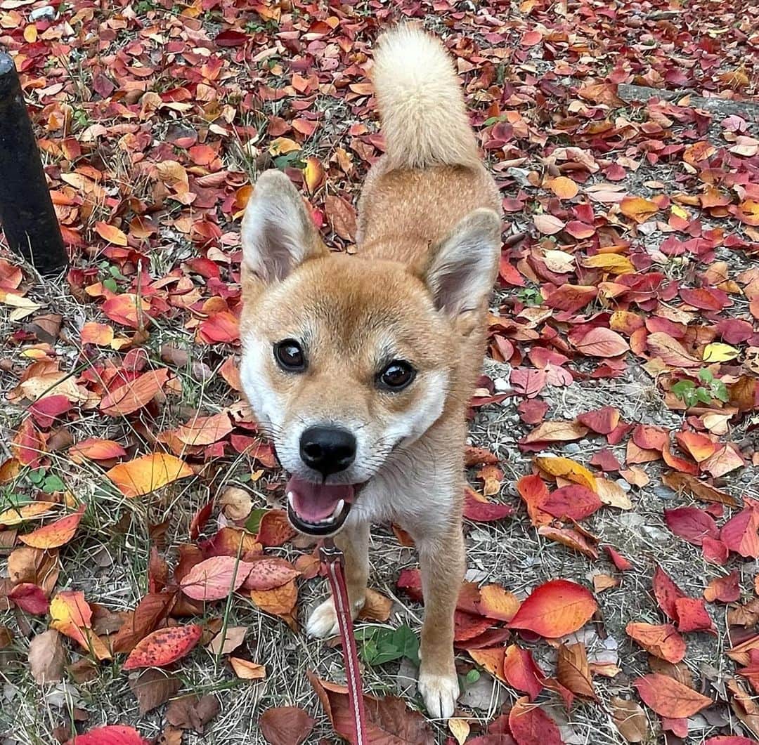 柴犬小春のインスタグラム：「赤い絨毯！紅葉🍁がきれいですね。」