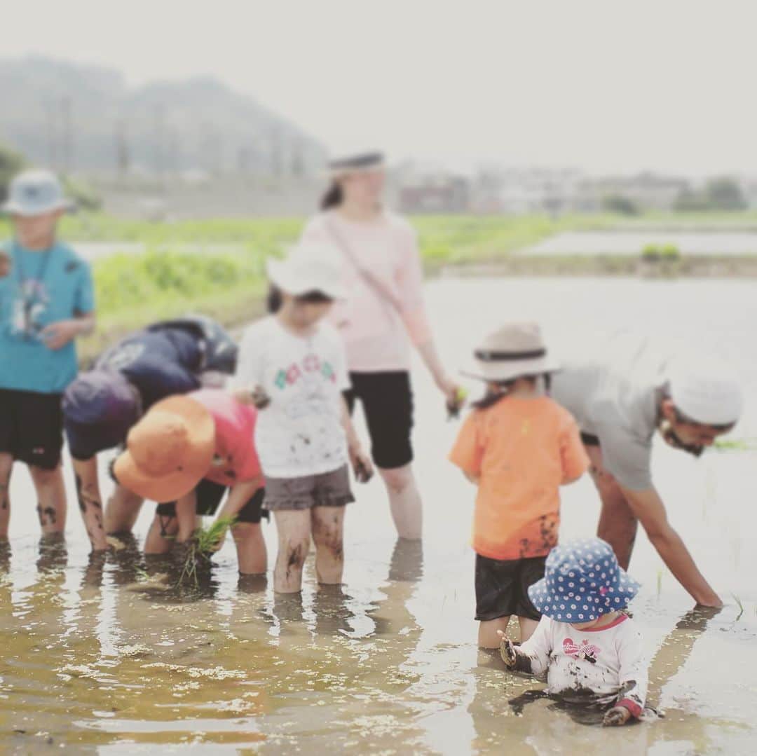 KIKIのインスタグラム：「初めての田植えと収穫🌾  今年の初夏に初めて田植えを体験したのだけど その時のお米が収穫されて送られてきた かまぼこで有名な小田原の鈴廣の企画で 友人に誘ってもらい 子どもたちが中心になってした田植え まだ2歳になっていなかった末娘は「泥」も初体験！ 最初のうちは怖がりもしていたけれど 一歩入ってしまえば あのぬるっとしっとりとした感じがよかったのか 途中からでんっと尻をついて 感触を楽しんでいるようだった（田植えは進まないけれどね）  田植え後に 用水路でもなんだか悦に入っていた  お米は小田原では少なくなってきた田んぼを あえて残そうと また農薬も化学肥料も使わずに頑張って作っているものだそう 空から山へ そして里へ海へと循環におもいを巡らす ありがたくいただこうと思う #鈴廣 #志村屋米穀店の田んぼ #緑米」