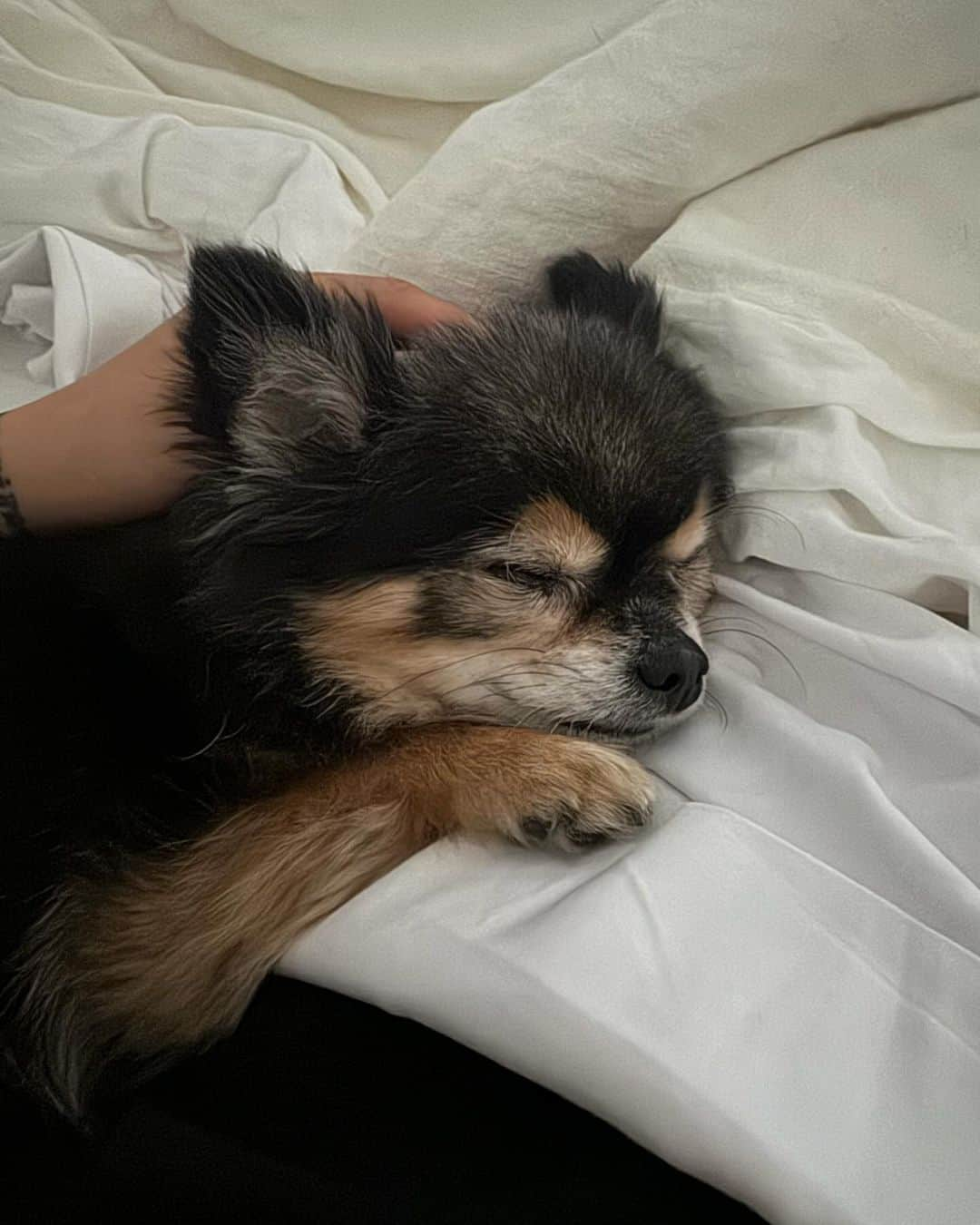 アンバー さんのインスタグラム写真 - (アンバー Instagram)「JackJack appreciation post♥️ all hail King JackJack 🙌👑🐶」11月29日 11時02分 - amberliu