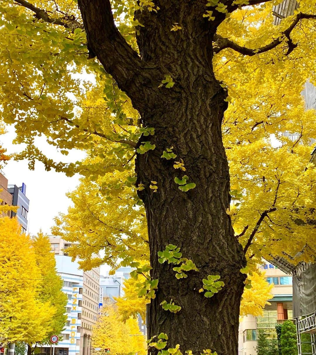 江口寿史のインスタグラム：「仙台イン。去年来た時(10月10日)、その緑に目を奪われたイチョウの並木道、今年は黄色くなっていた。コーヒー飲んで、ほそやのチーズバーガー食べて、さあ、会場設営に向かう。」