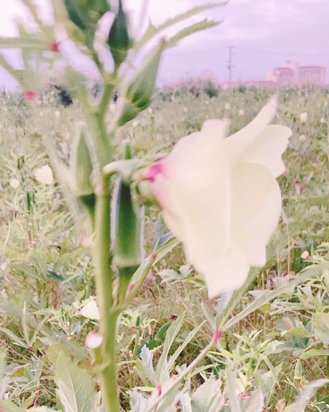 上地春奈さんのインスタグラム写真 - (上地春奈Instagram)「ちゃおすー😆🤚  琉球メモリアルおもひでブログ更新したんだけど😆🤚  またロングバージョンだから、皆、忙しいさーね！  だから、無理せず、読める人だけレリゴーしてくれたらパルナウレピ🏋️‍♀️❣️🤸‍♂️❣️  上地春奈アメブロ いちゃりばちょ〜でぇ〜  すーみー🥷に、いいね👍に、コメント😄❤️ いつもにふぇーでぇーびる💕❤️  パルナウレピー🤸‍♂️💕  https://ameblo.jp/uechi-haruna/entry-12829651806.html」11月29日 12時01分 - uechi_haruna