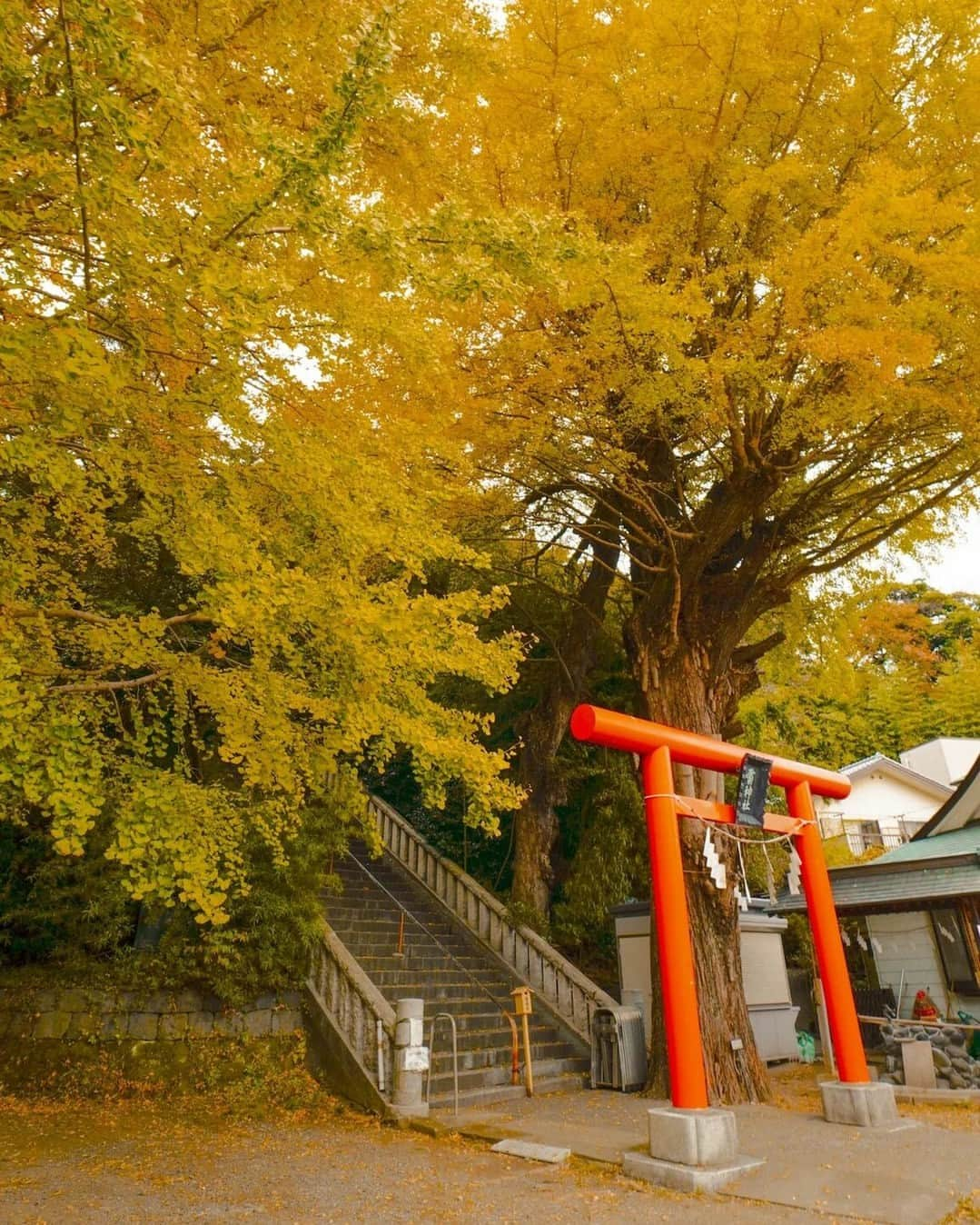 東京カメラ部公式のインスタグラム