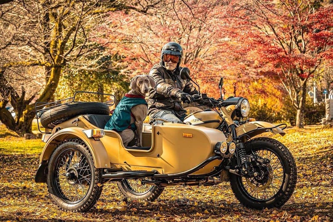 Ural Motorcyclesのインスタグラム：「ウラル。相棒。紅葉。幸せ。 🍁🏍️🐕😊 #ウラルライフ #紅葉シーズン #最高の相棒 写真　by @macchinasette @y.lark」