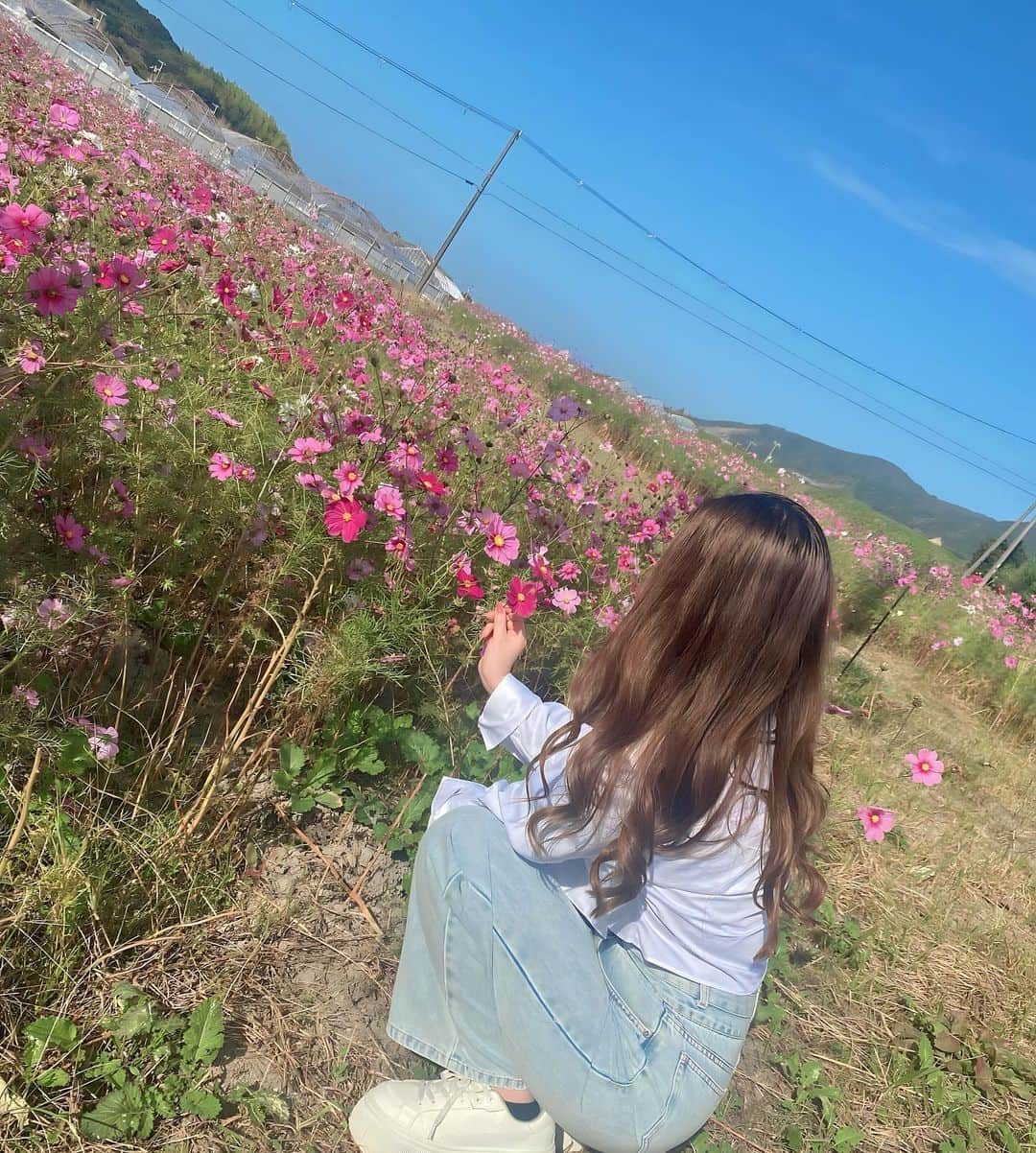 Hazukiさんのインスタグラム写真 - (HazukiInstagram)「❤︎ 自然のコスモス畑🩷 . #淡路島#コスモス#コスモス畑」11月29日 12時05分 - hazuki_.738