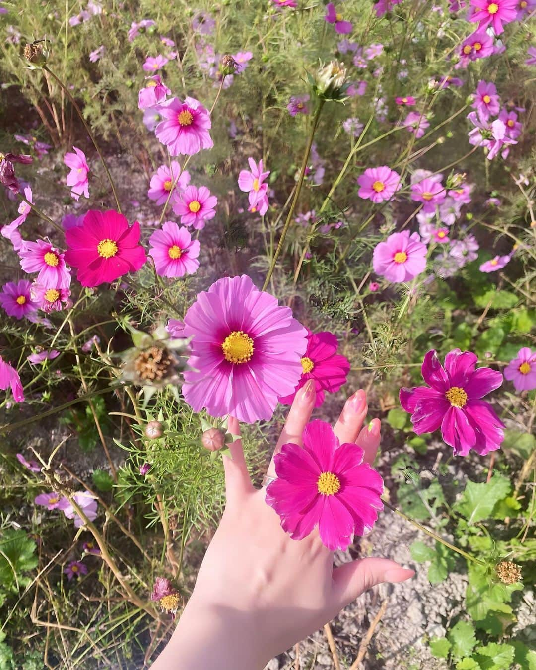 Hazukiのインスタグラム：「🌸🌸🌸」